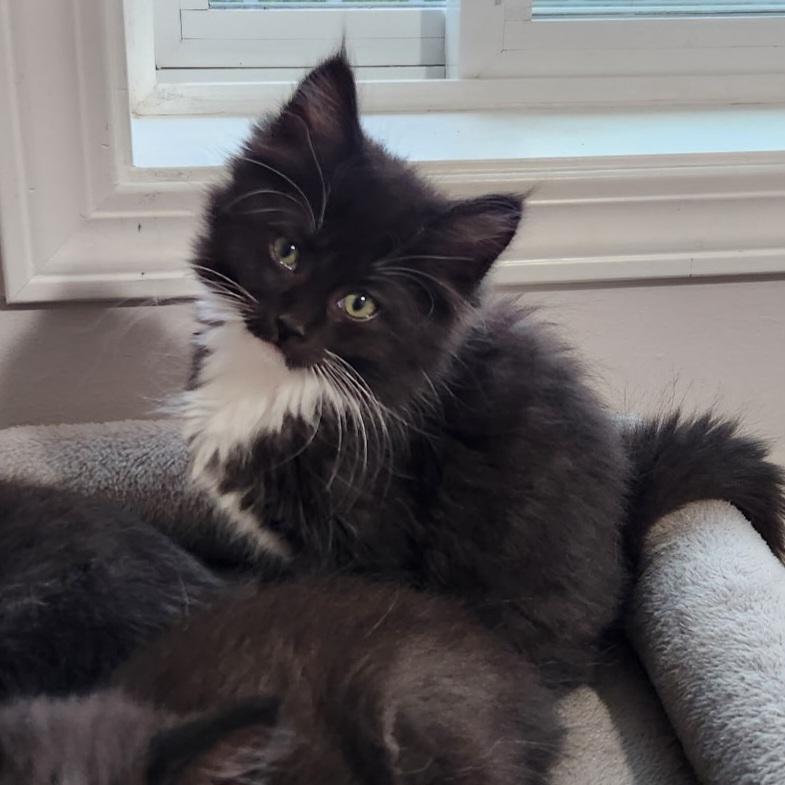 Marionette, a Adoptable Domestic Short Hair in Kamloops, BC image 2/6