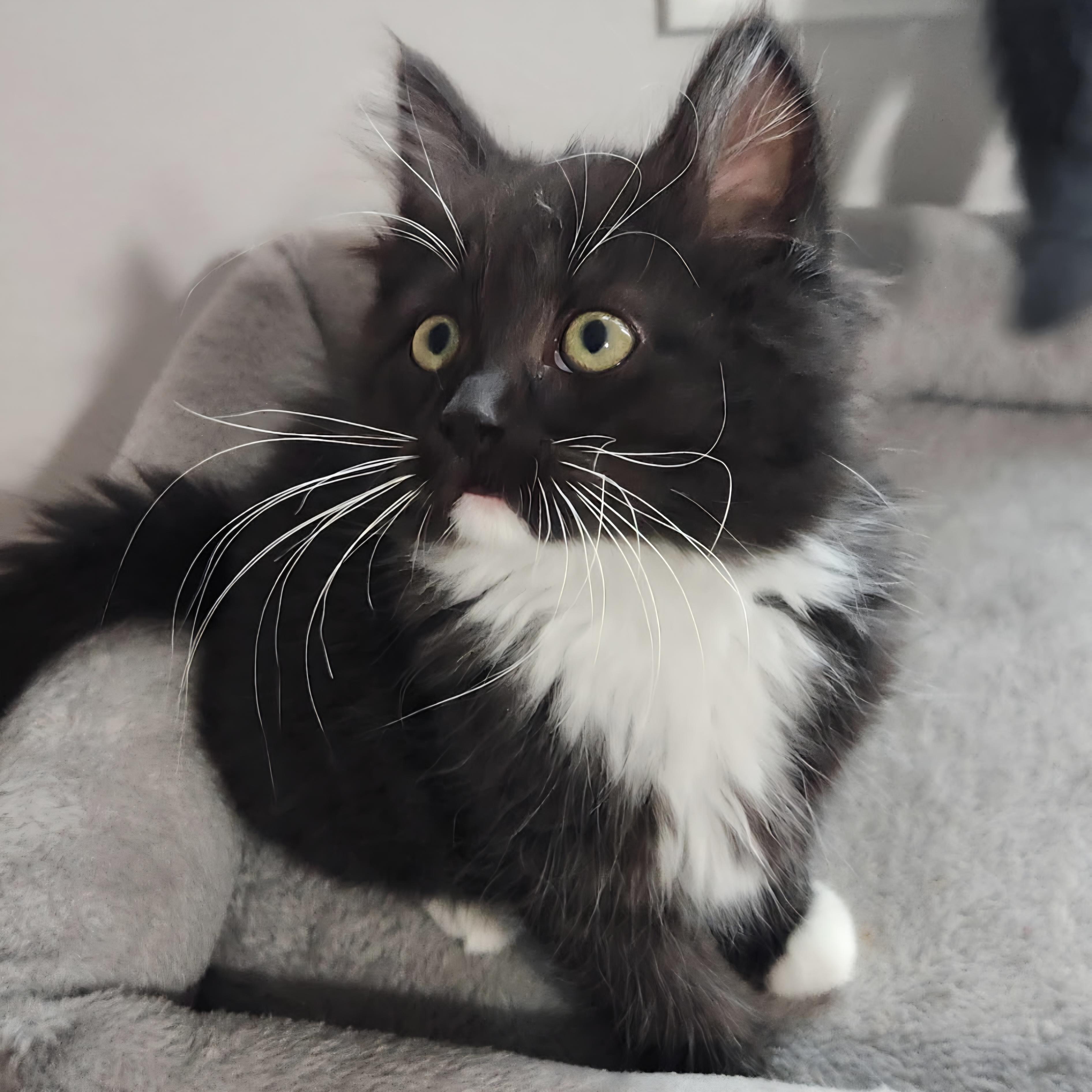 Marionette, a Adoptable Domestic Short Hair in Kamloops, BC image 3/6