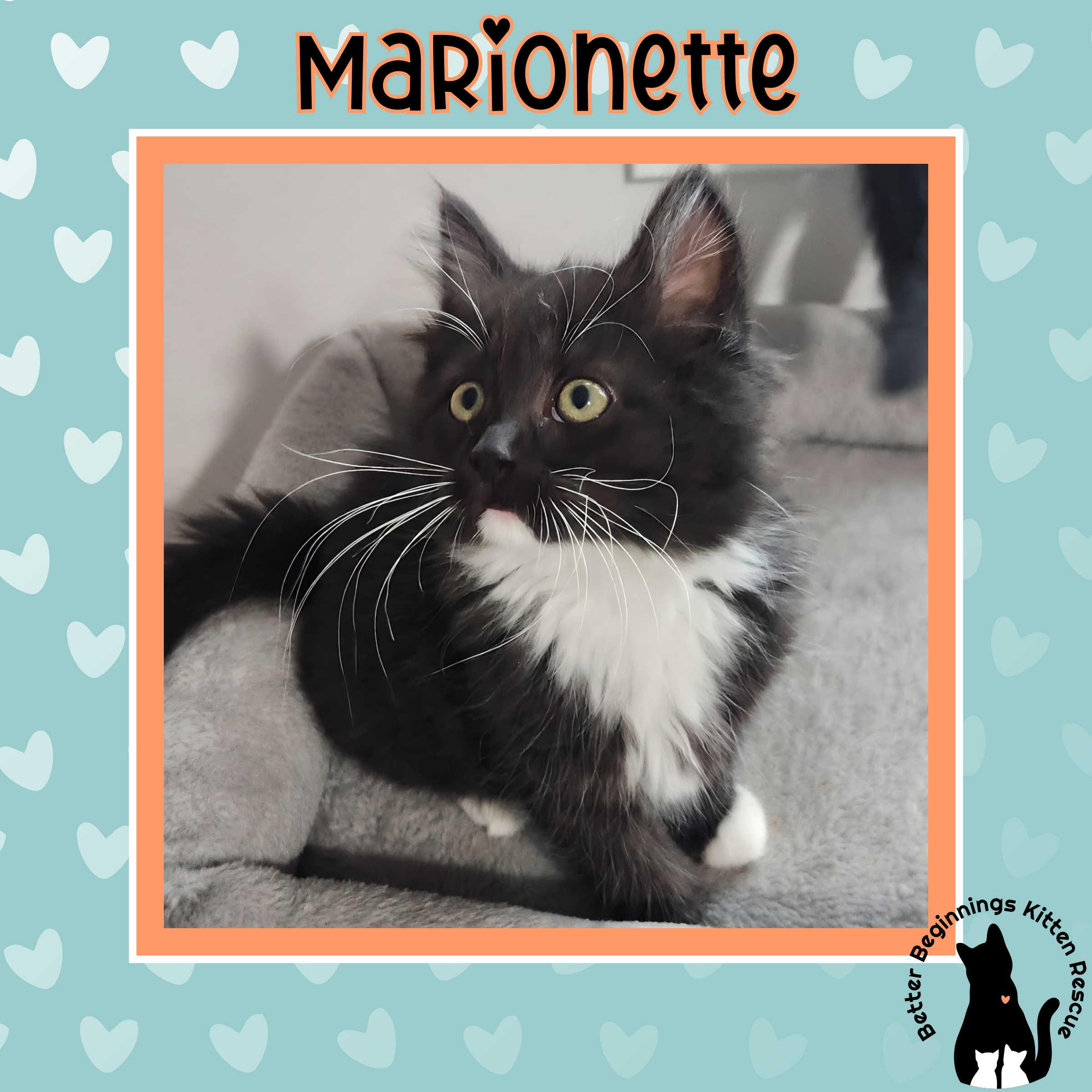 Marionette, a Adoptable Domestic Short Hair in Kamloops, BC image 5/6