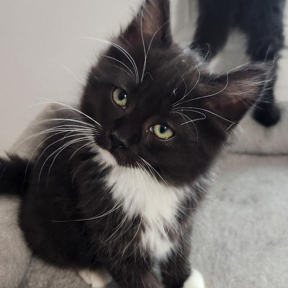 Marionette, a Adoptable Domestic Short Hair in Kamloops, BC image 6/6