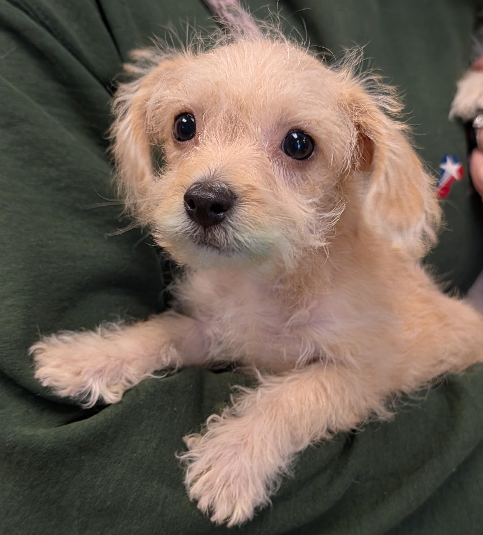 Chili A215567, adopted, Puppy Male Chihuahua & Yorkshire Terrier.