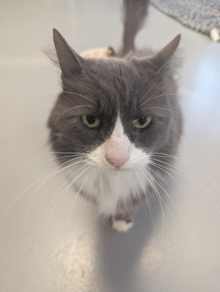 Enlarge Wobb, a Adoptable mixed breed in Barron, WI image 1/4