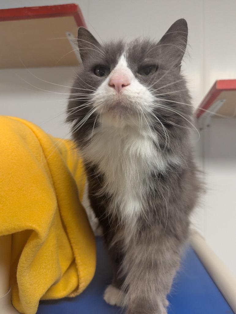 Enlarge Wobb, a Adoptable mixed breed in Barron, WI image 2/4