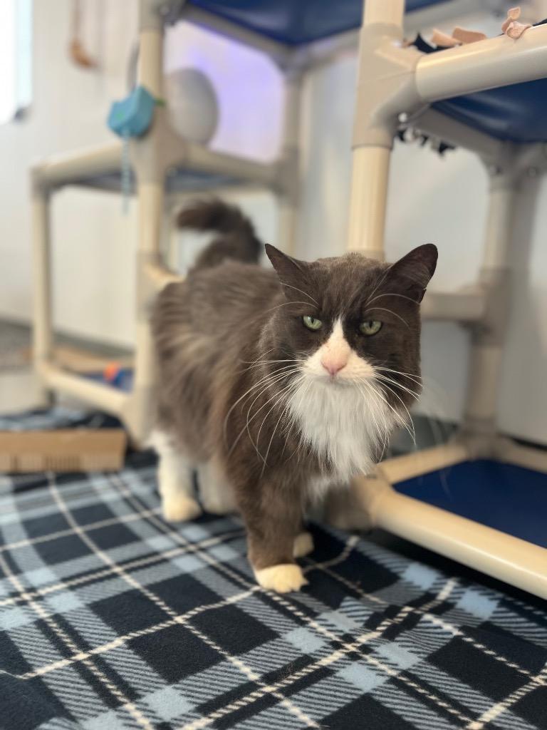 Enlarge Wobb, a Adoptable mixed breed in Barron, WI image 4/4