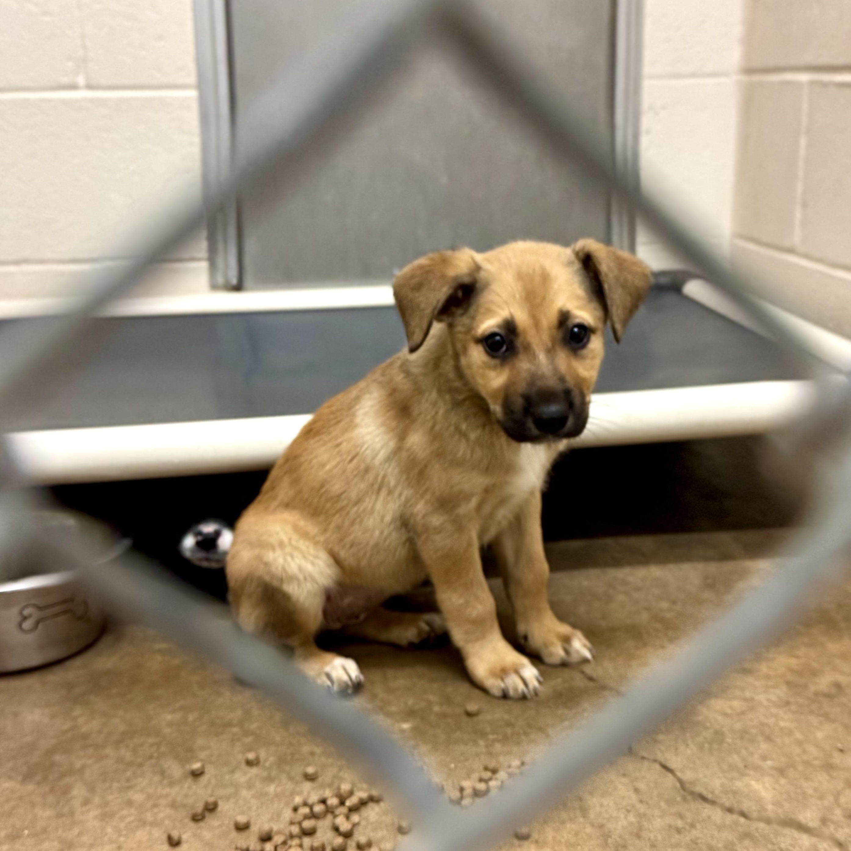 Enlarge Chona, an adopted mixed breed in Sherman, TX image 1/1