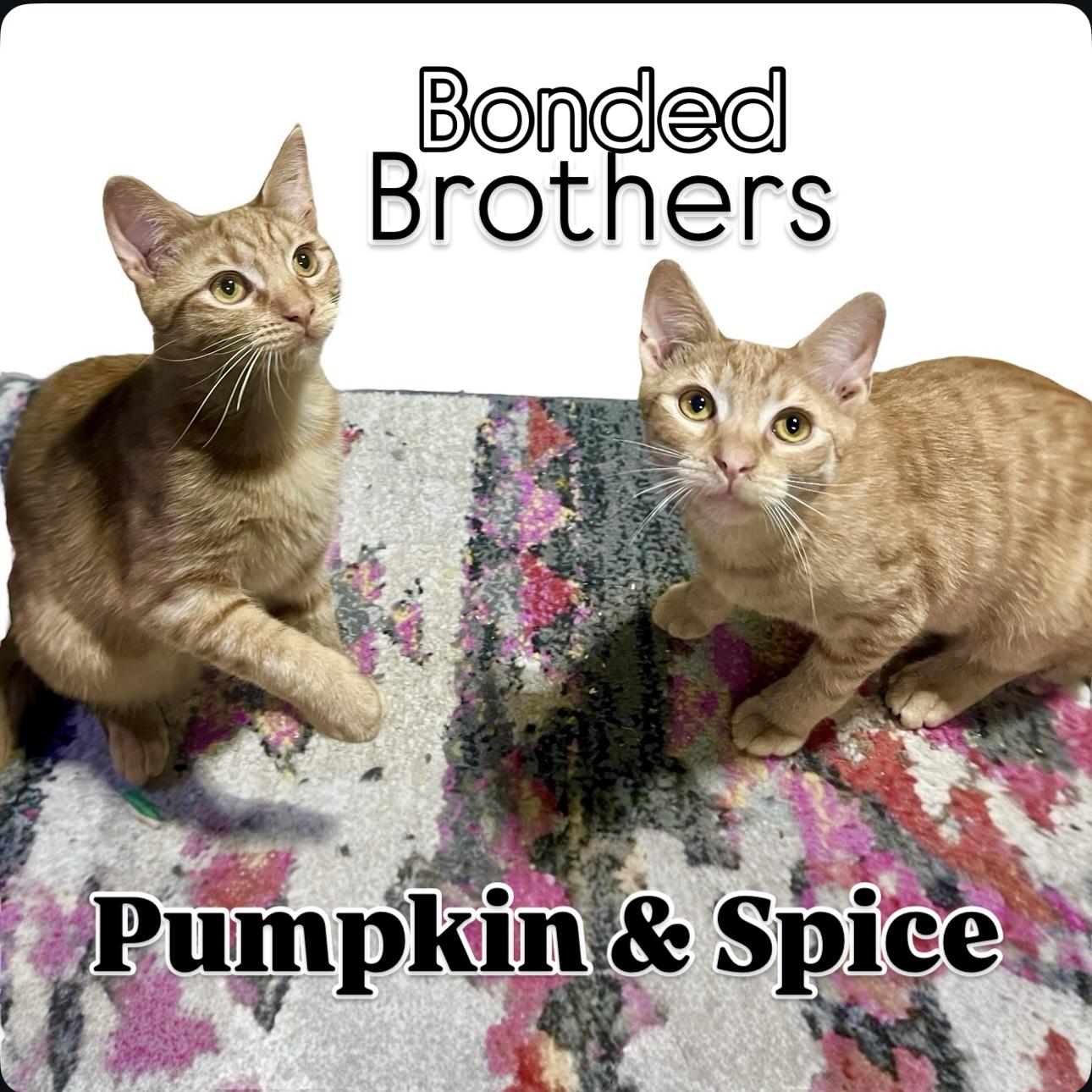 Pumpkin & Spice, Young Male Domestic Short Hair