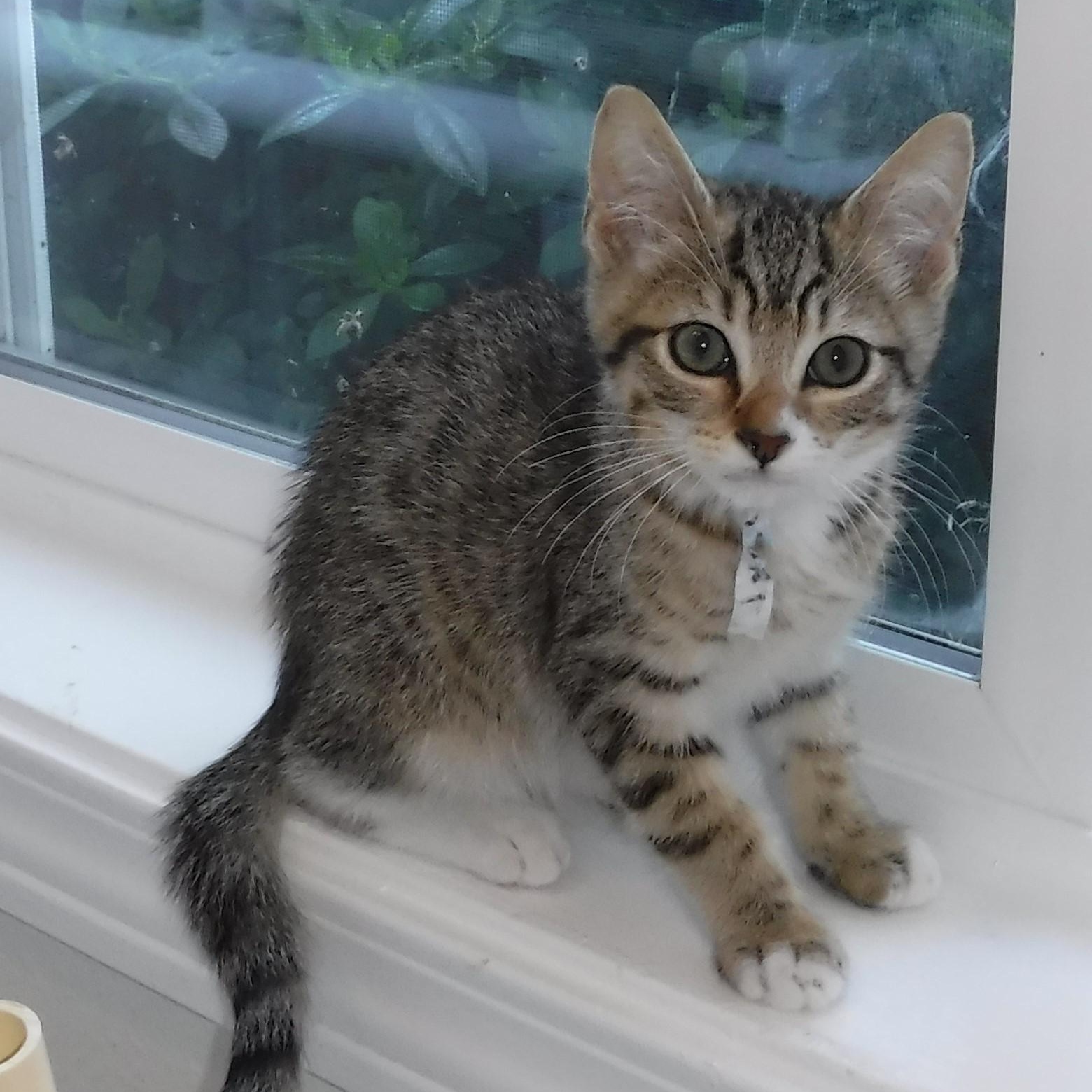 Theo - Adorable, an adopted Tabby in Hoquiam, WA image 4/6