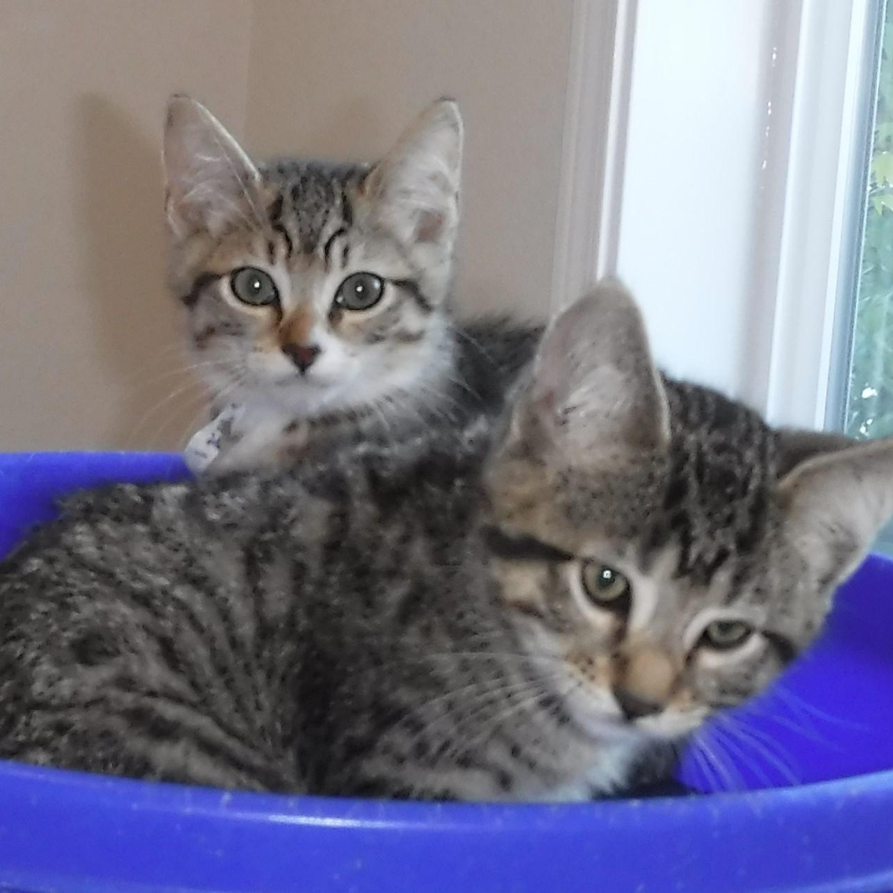 Theo - Adorable, an adopted Tabby in Hoquiam, WA image 6/6