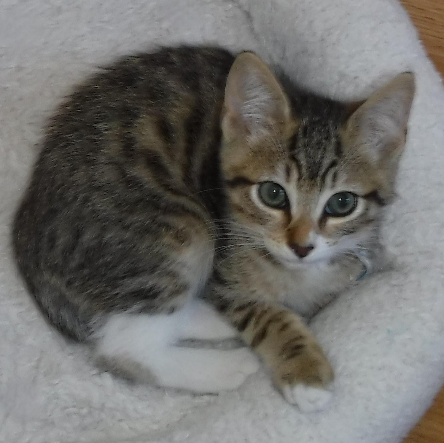 Theo - Adorable, an adopted Tabby in Hoquiam, WA image 2/6