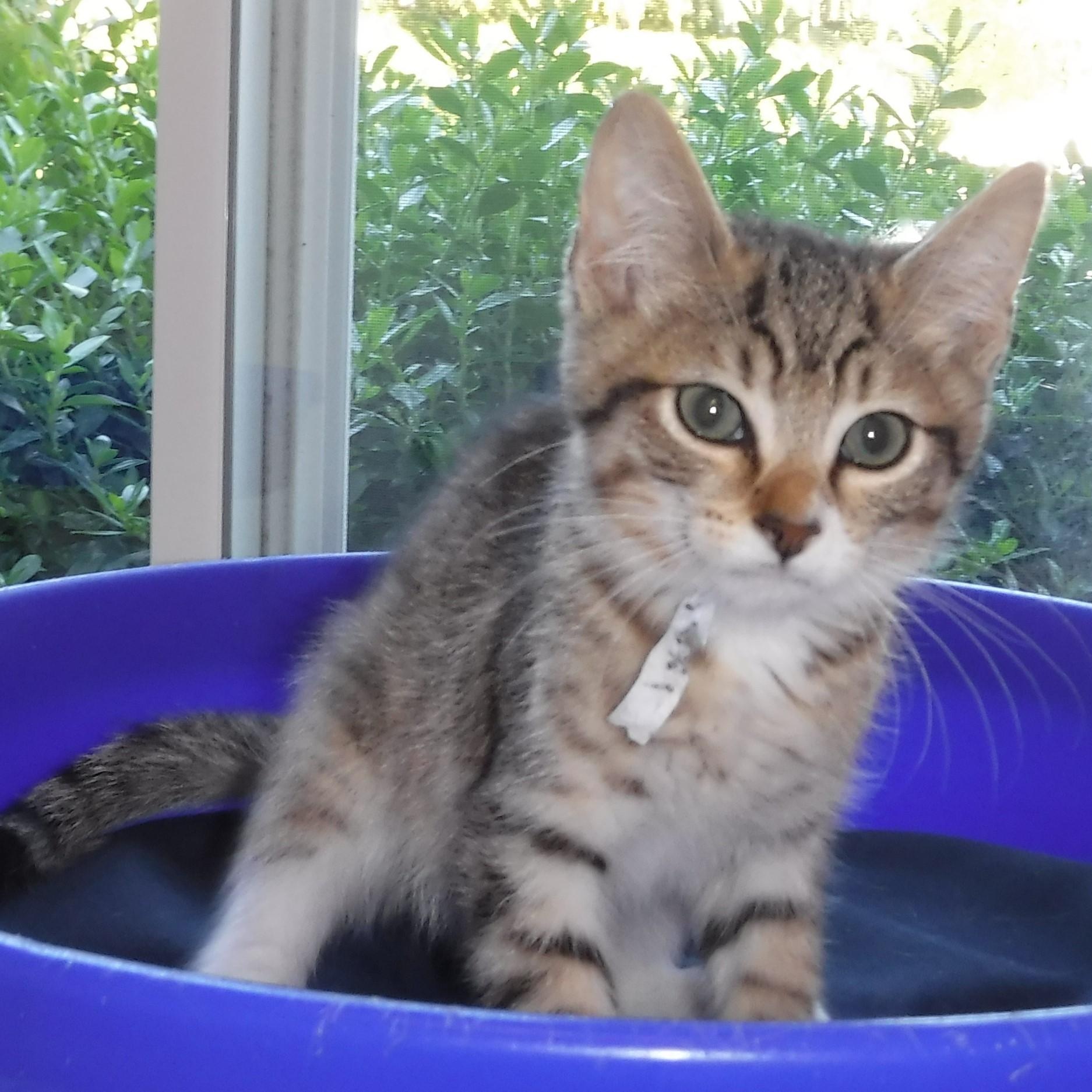 Theo - Adorable, an adopted Tabby in Hoquiam, WA image 3/6