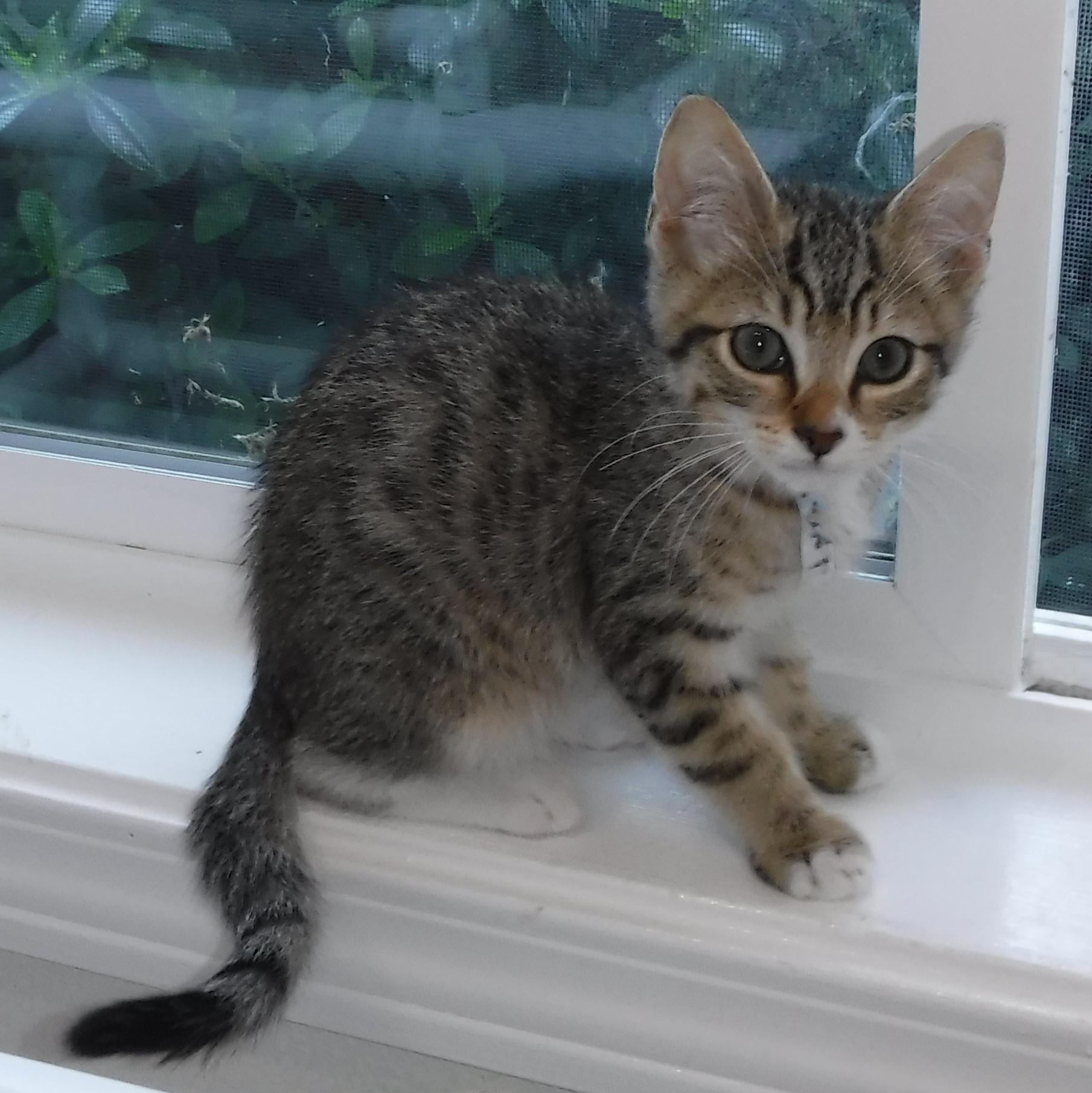 Theo - Adorable, an adopted Tabby in Hoquiam, WA image 1/6