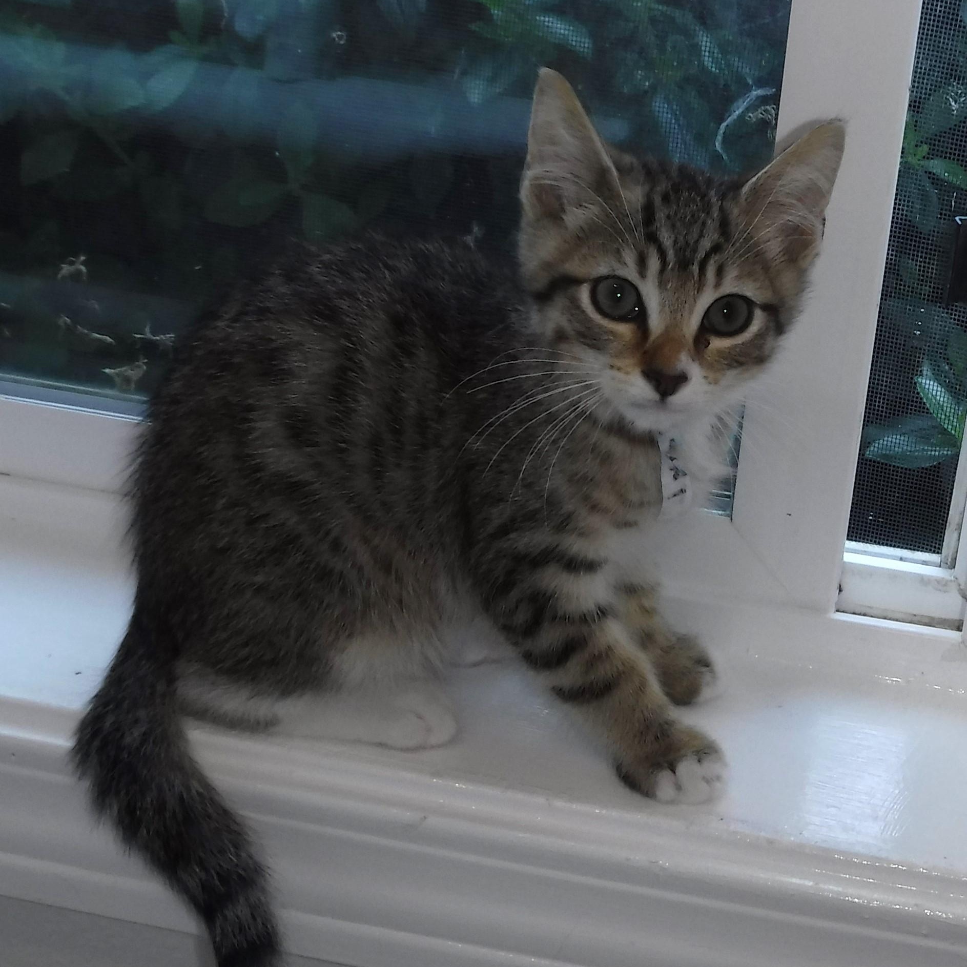 Theo - Adorable, an adopted Tabby in Hoquiam, WA image 5/6