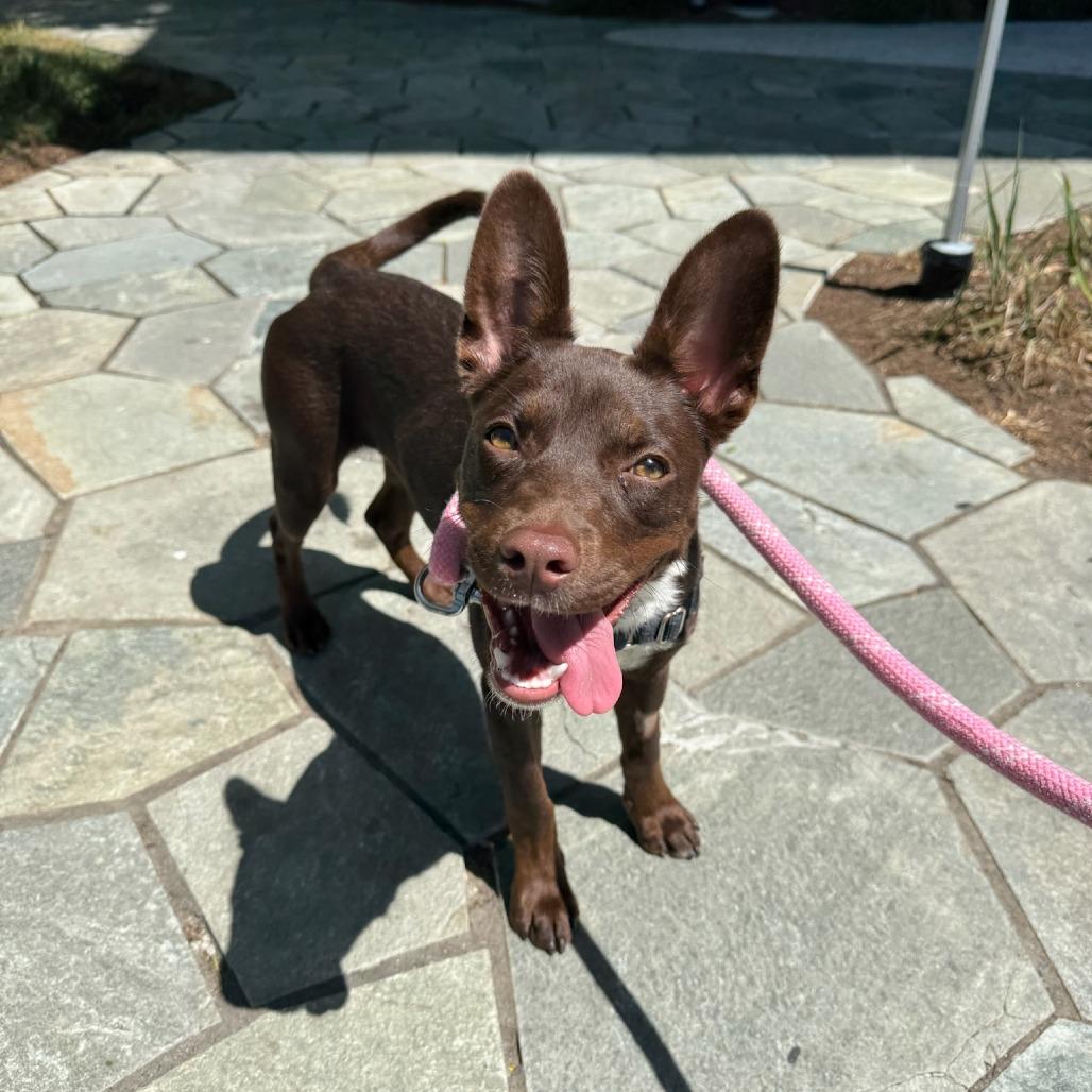Enlarge Coco, a Adoptable Mixed Breed in Playa Vista, CA image 1/3