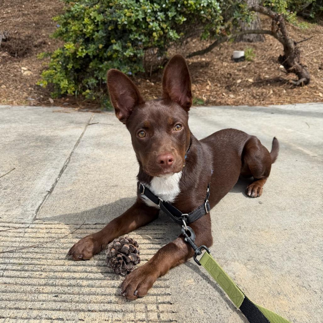 Enlarge Coco, a Adoptable Mixed Breed in Playa Vista, CA image 3/3