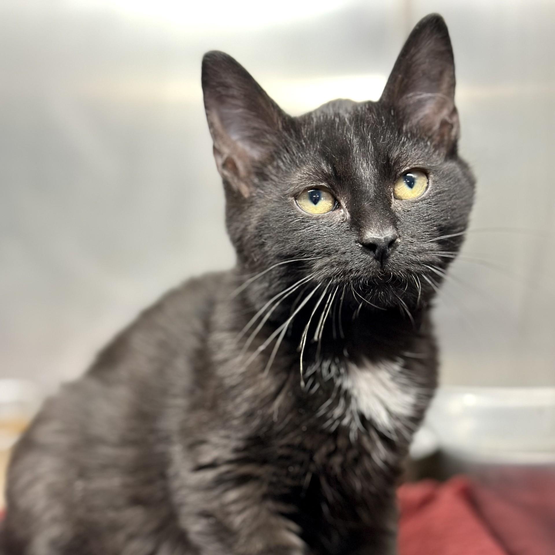 Enlarge Cobweb , a ADOPTABLE Domestic Short Hair in Jackson, NJ image 1/2