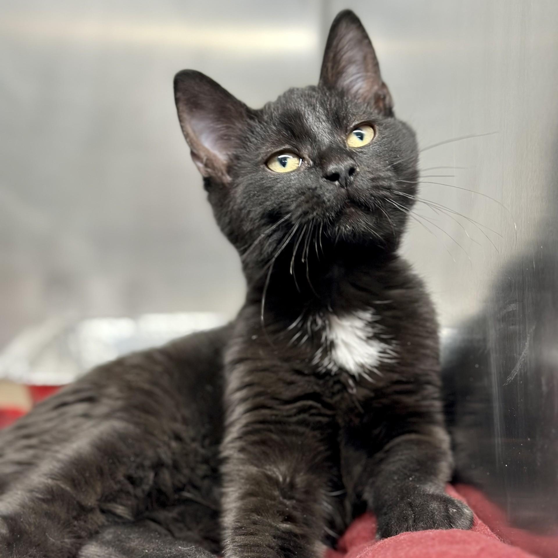 Enlarge Cobweb , a ADOPTABLE Domestic Short Hair in Jackson, NJ image 2/2