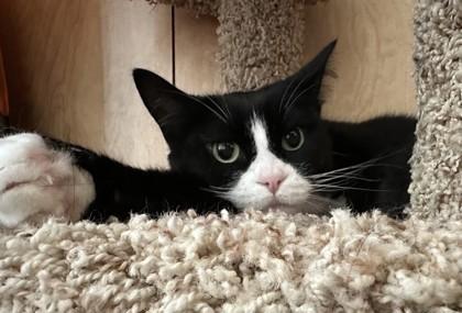 Bronwen, Adoptable, Adult Female Domestic Short Hair & Domestic Short Hair.