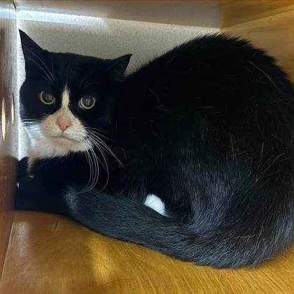 Enlarge Bronwen, a Adoptable mixed breed in Bellevue, WA image 2/2