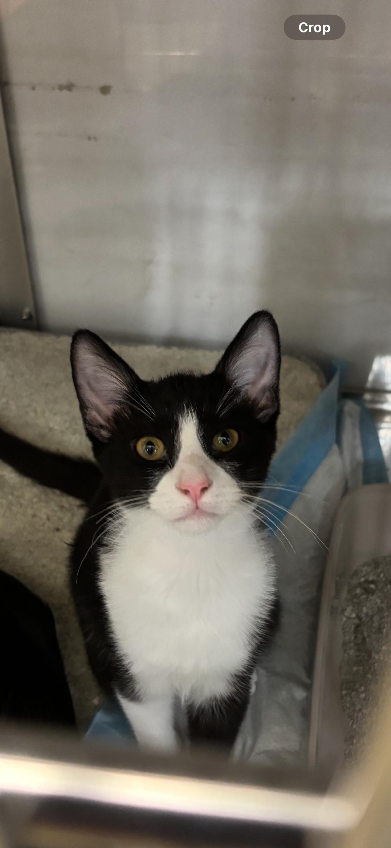 Tom, Adoptable, Young Male Domestic Short Hair.