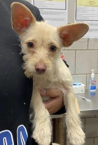 Enlarge Pixie, a Adoptable mixed breed in Homer Glen, IL image 1/4