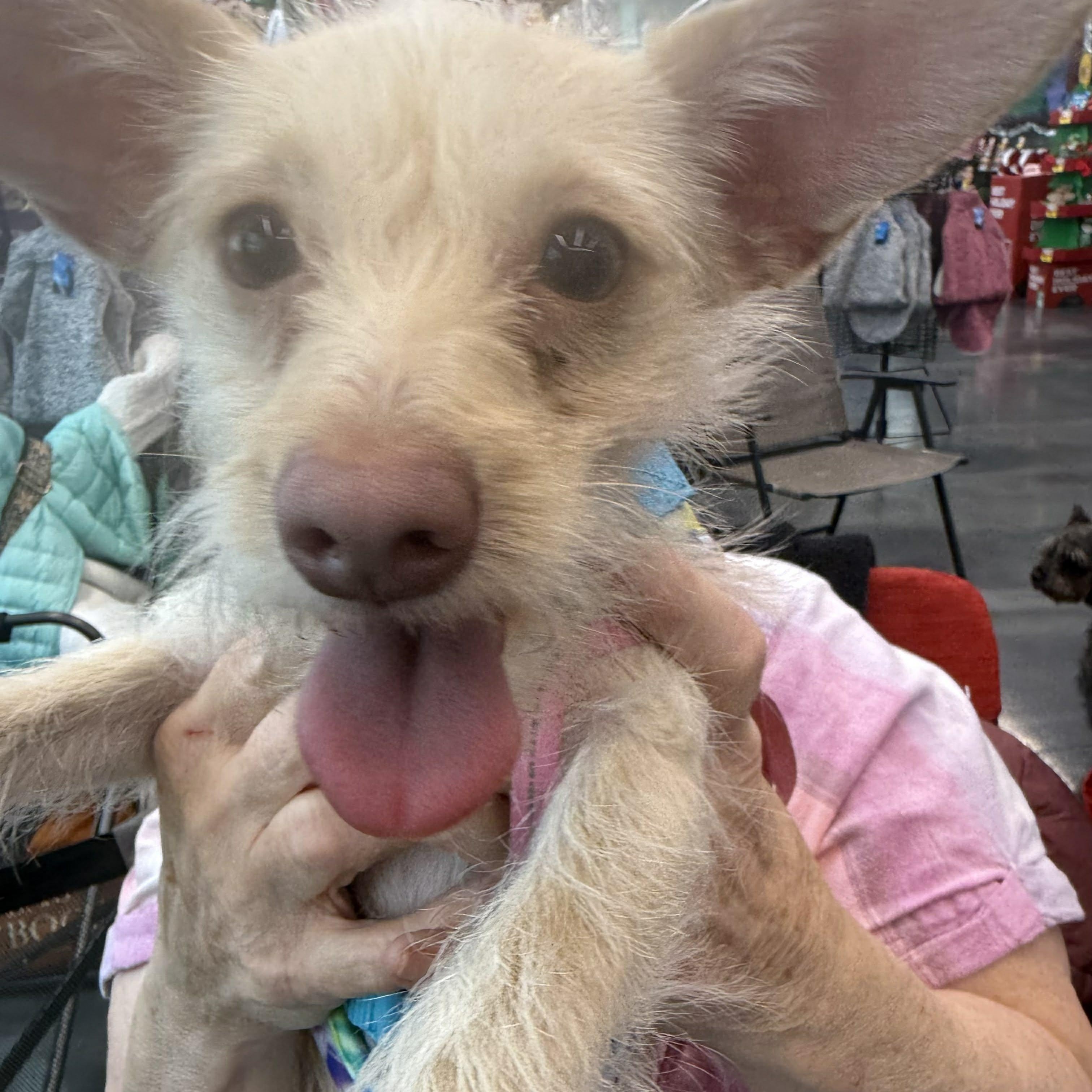 Enlarge Pixie, a Adoptable mixed breed in Homer Glen, IL image 4/4