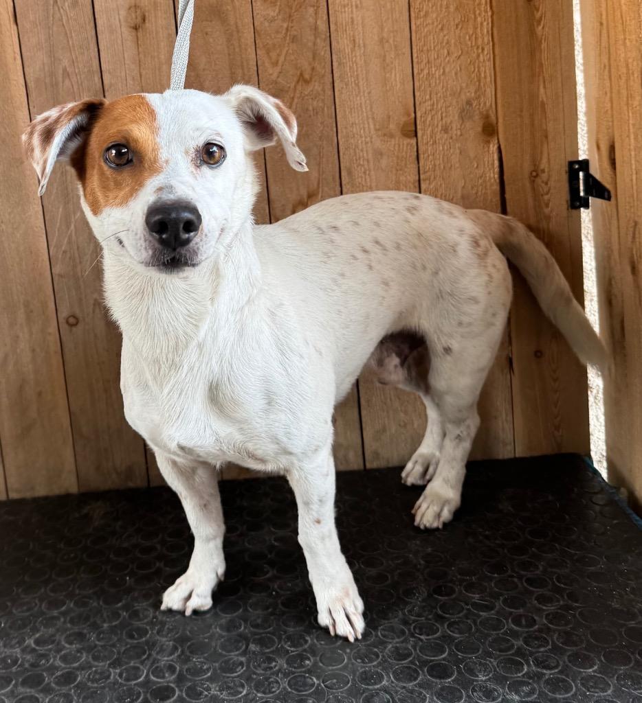 A-Aron, Adoptable, Adult Male Rat Terrier.