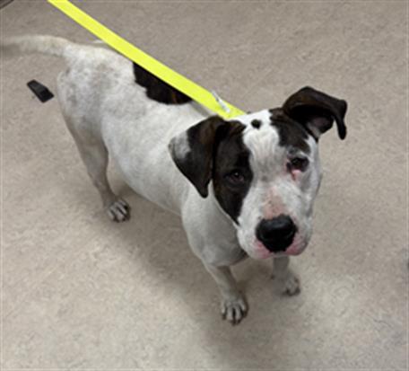 Enlarge CORALINE, a Adoptable Pit Bull Terrier in Saginaw, MI image 1/1