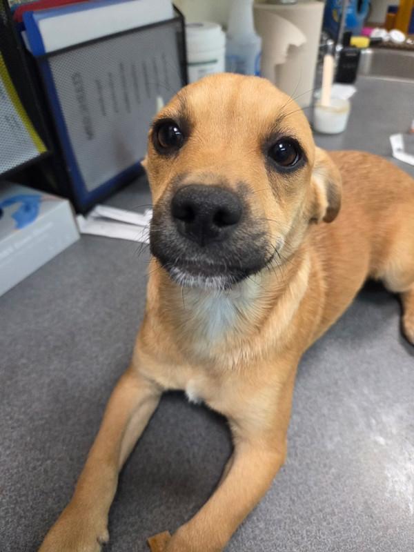 Hecla, Adoptable, Puppy Female Shepherd.