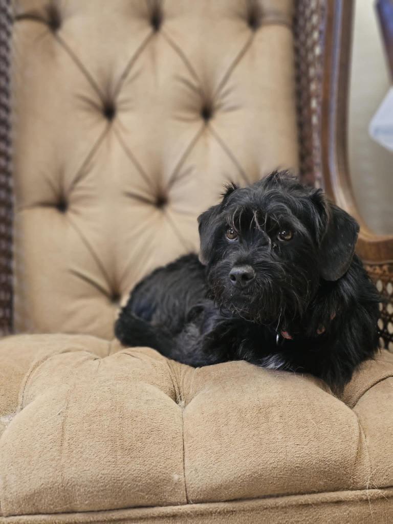 Bear, Adopted, Young Male Terrier & Dachshund.