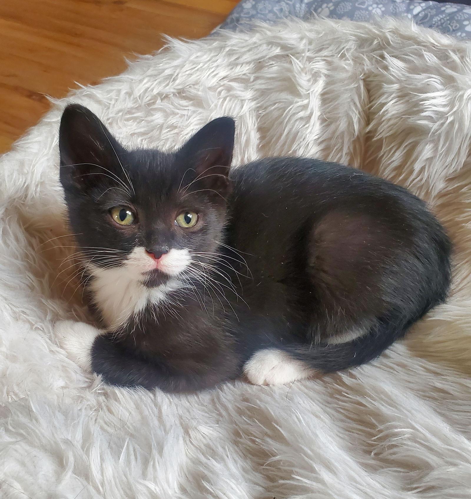 Yf Litter Tempe, a Adoptable Domestic Short Hair in Livonia, MI image 1/3