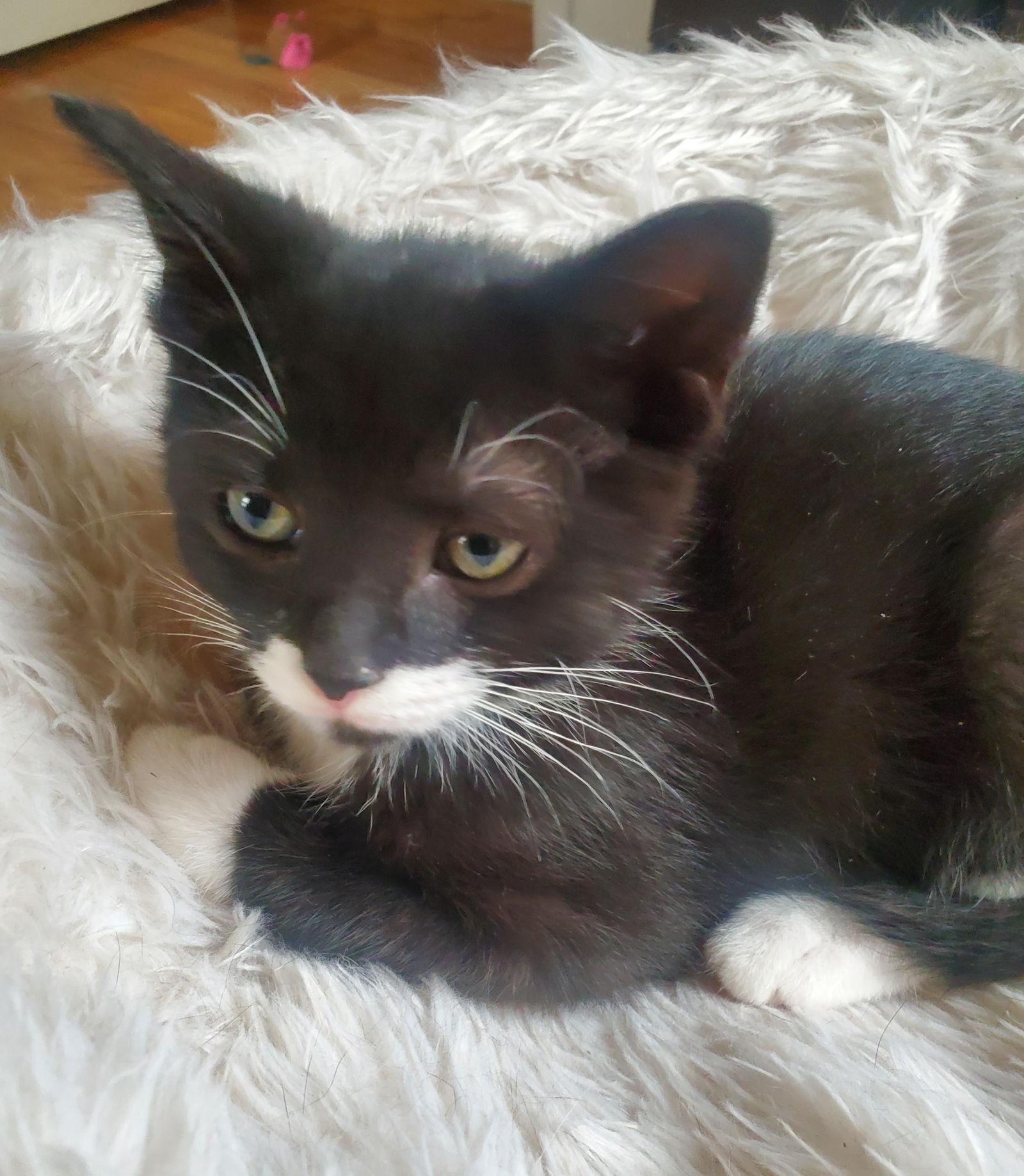 Yf Litter Tempe, a Adoptable Domestic Short Hair in Livonia, MI image 2/3