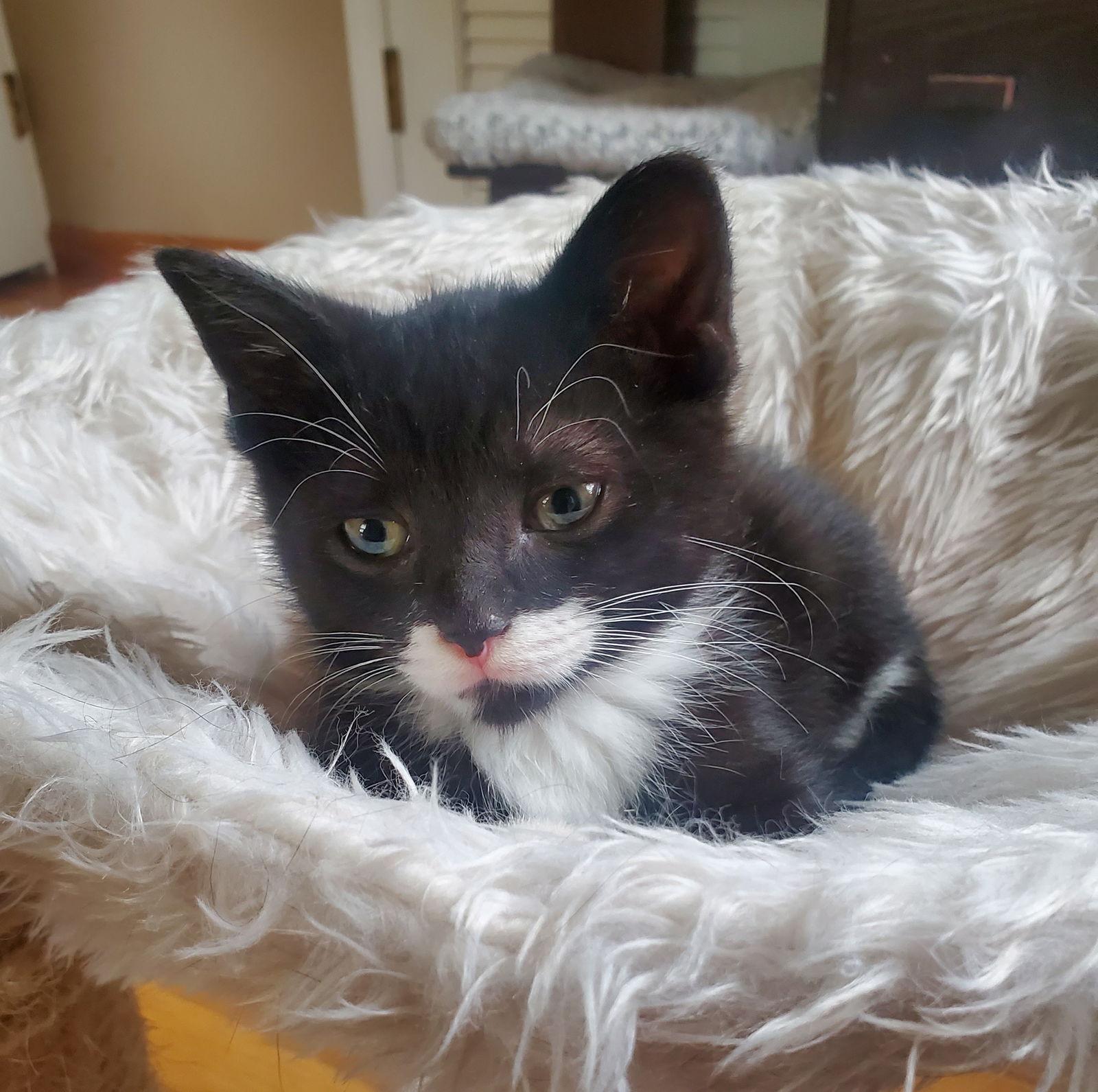 Yf Litter Tempe, a Adoptable Domestic Short Hair in Livonia, MI image 3/3