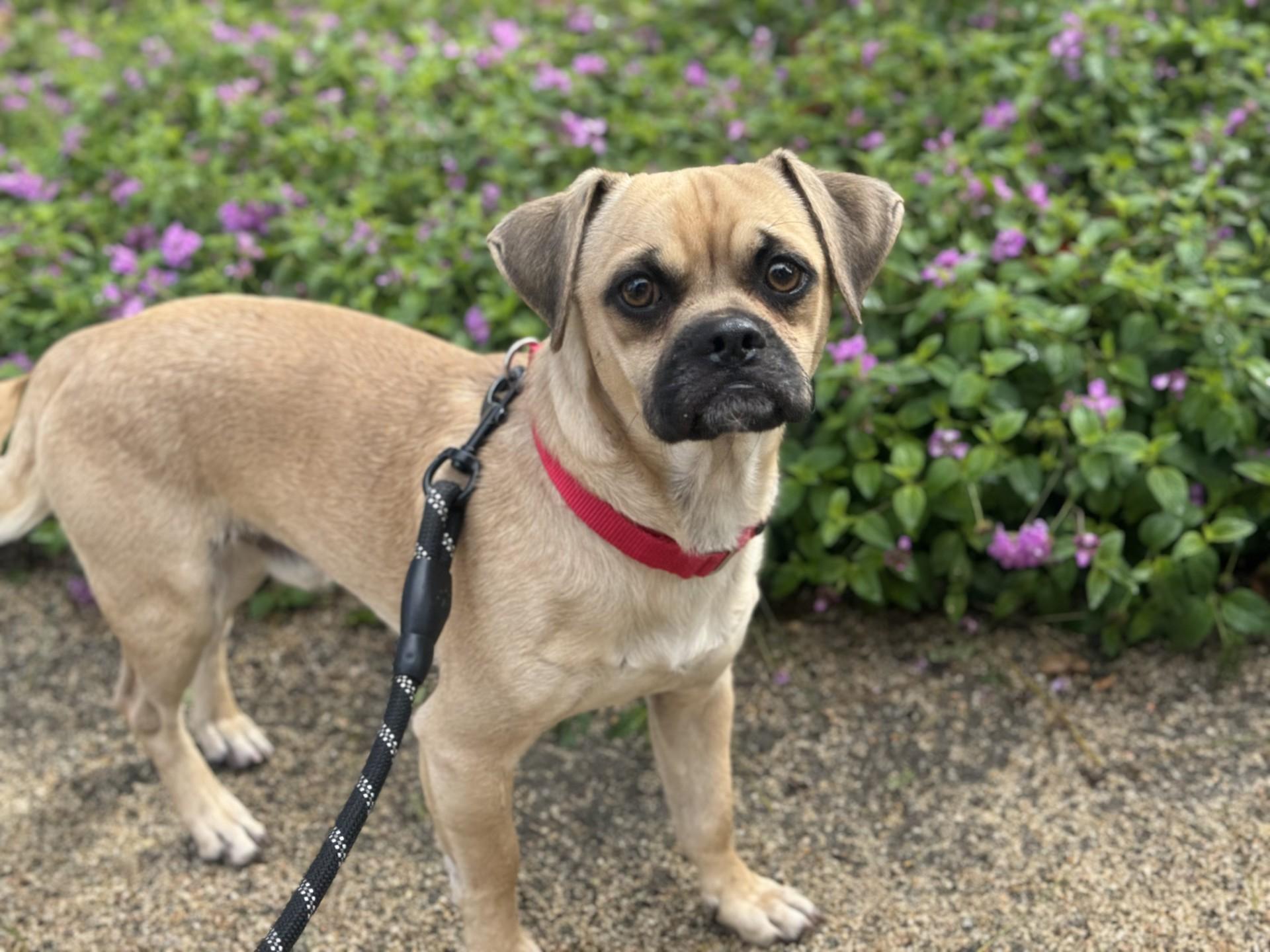 Enlarge Darnold, a ADOPTABLE Puggle in Mission Viejo, CA image 1/1