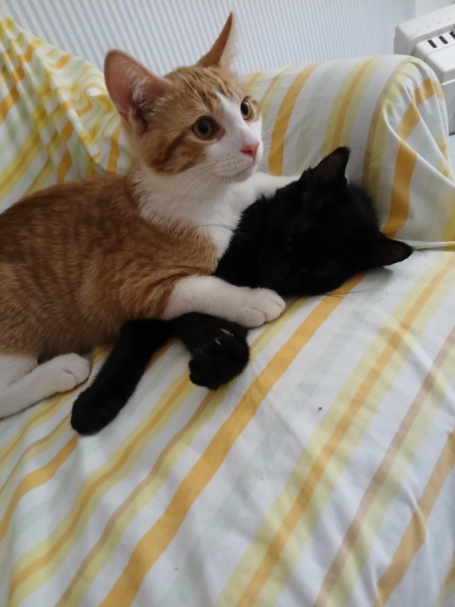 Enlarge Thomas, a Adopted Domestic Short Hair in Novi, MI image 4/6