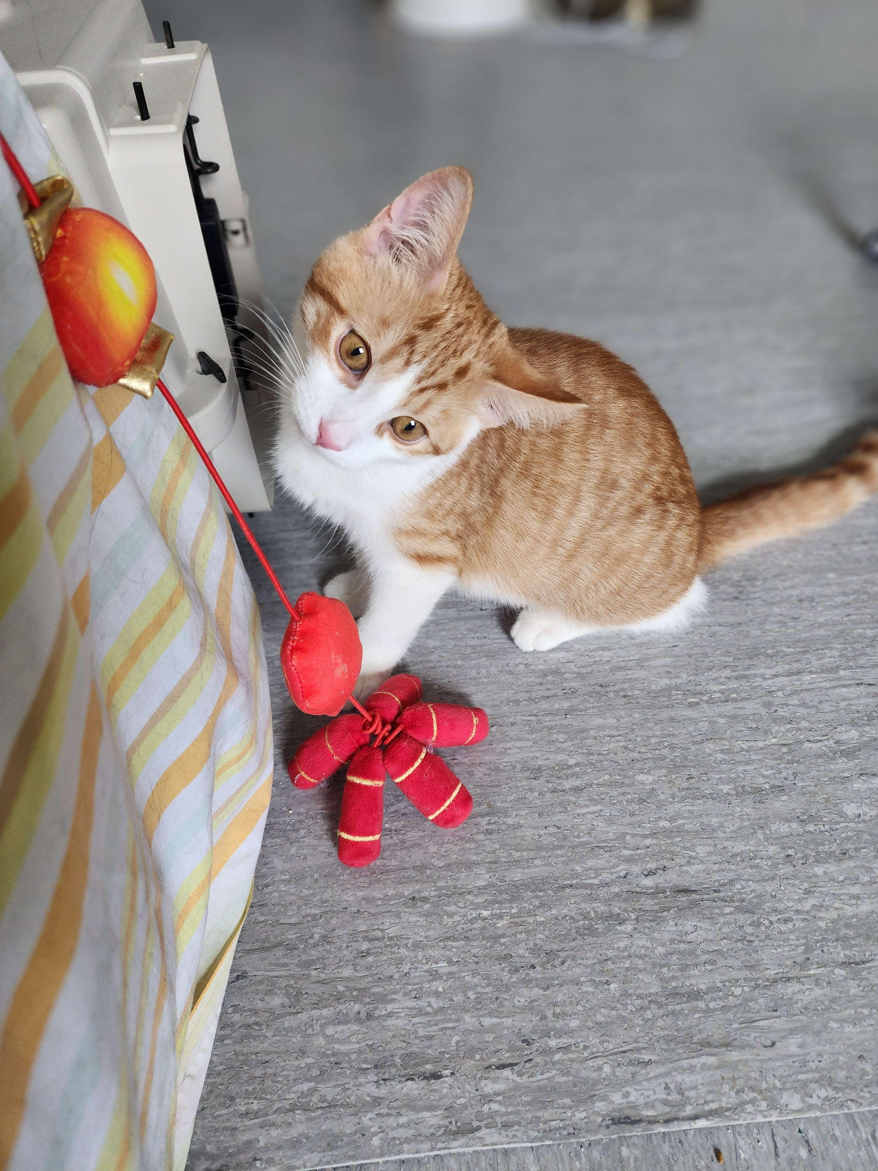 Thomas, Adopted, Kitten Male Domestic Short Hair.