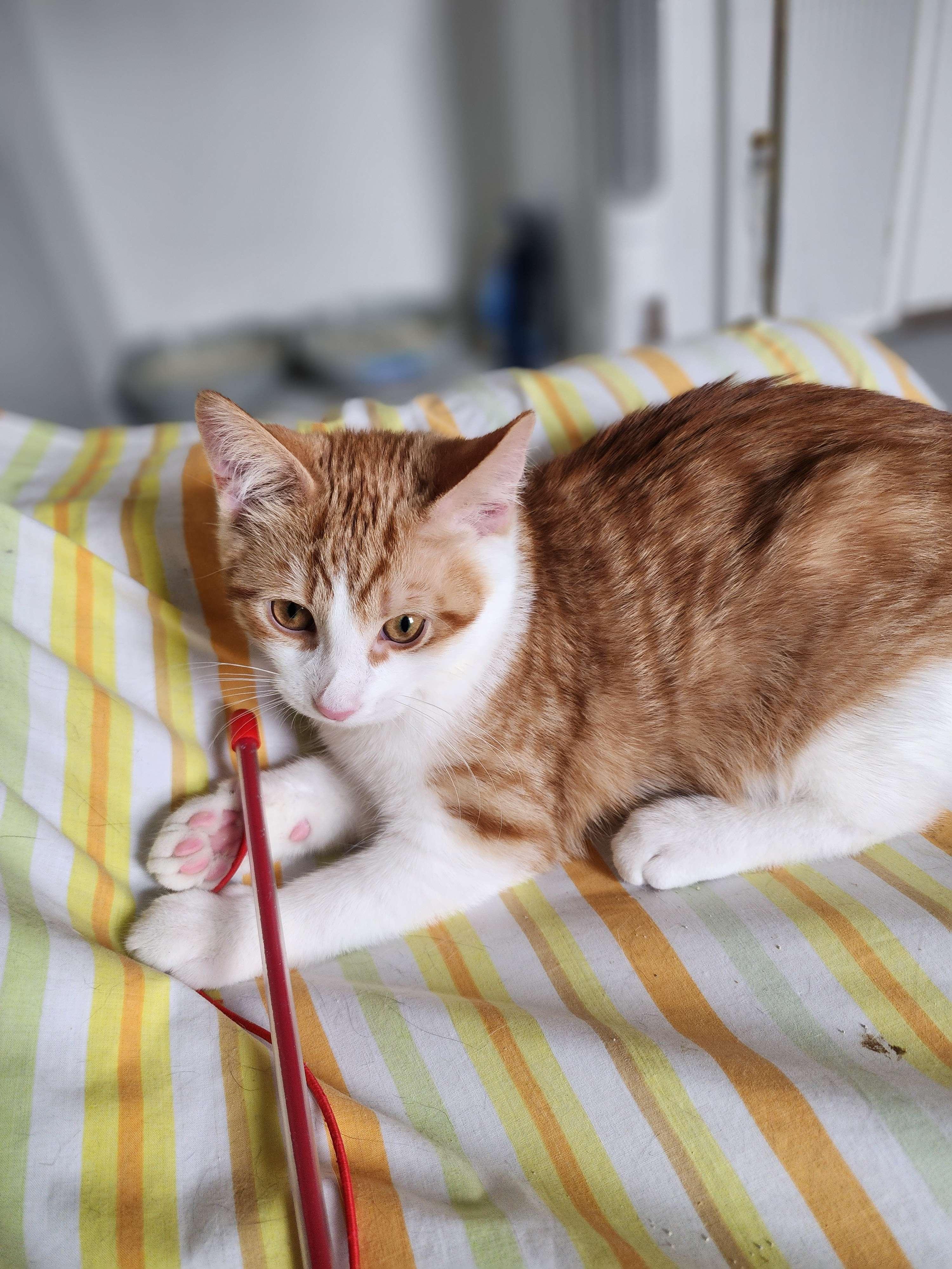 Enlarge Thomas, a Adopted Domestic Short Hair in Novi, MI image 3/6