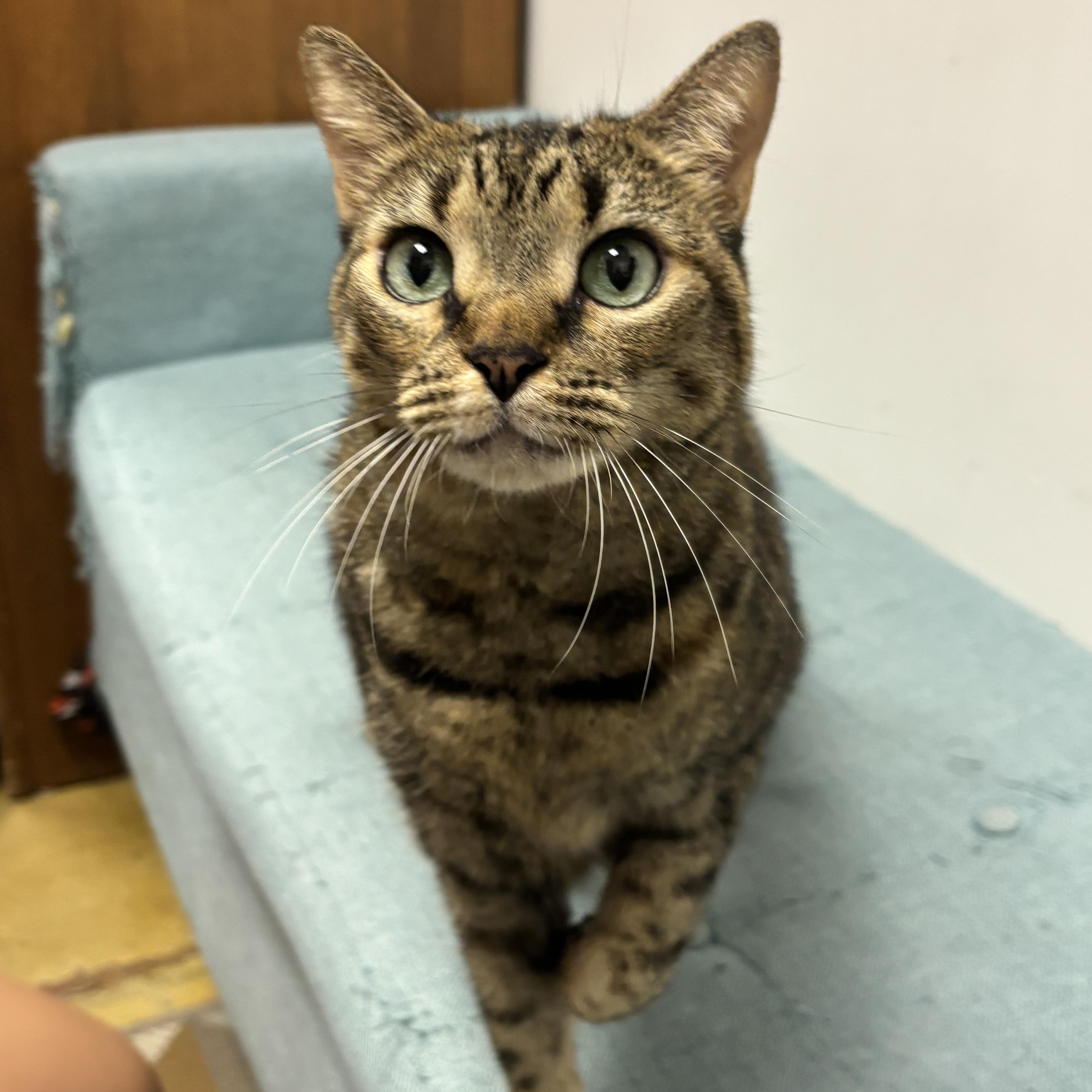 Enlarge Lindsay, a ADOPTABLE Domestic Short Hair in Norwalk, CT image 4/4