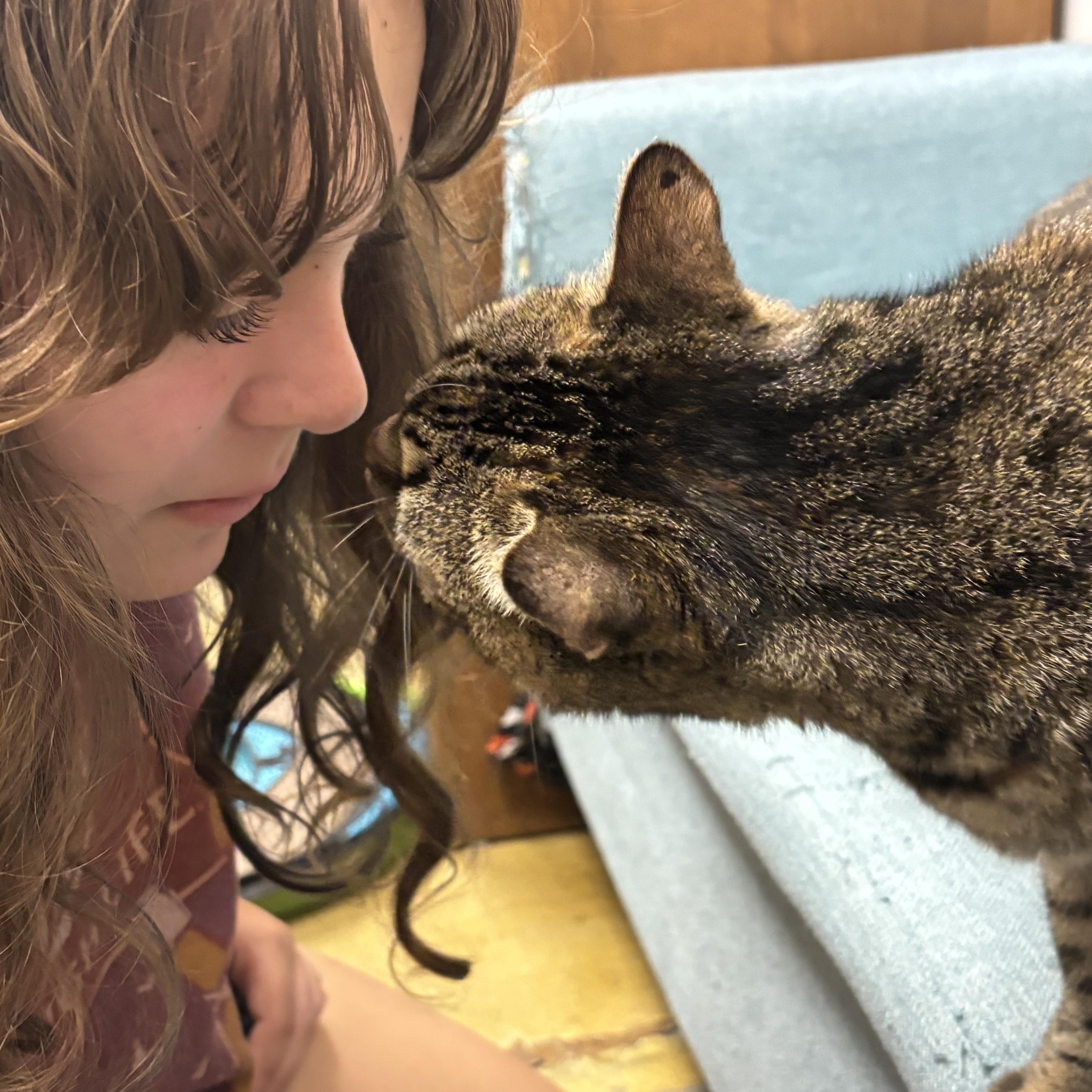 Enlarge Lindsay, a ADOPTABLE Domestic Short Hair in Norwalk, CT image 3/4