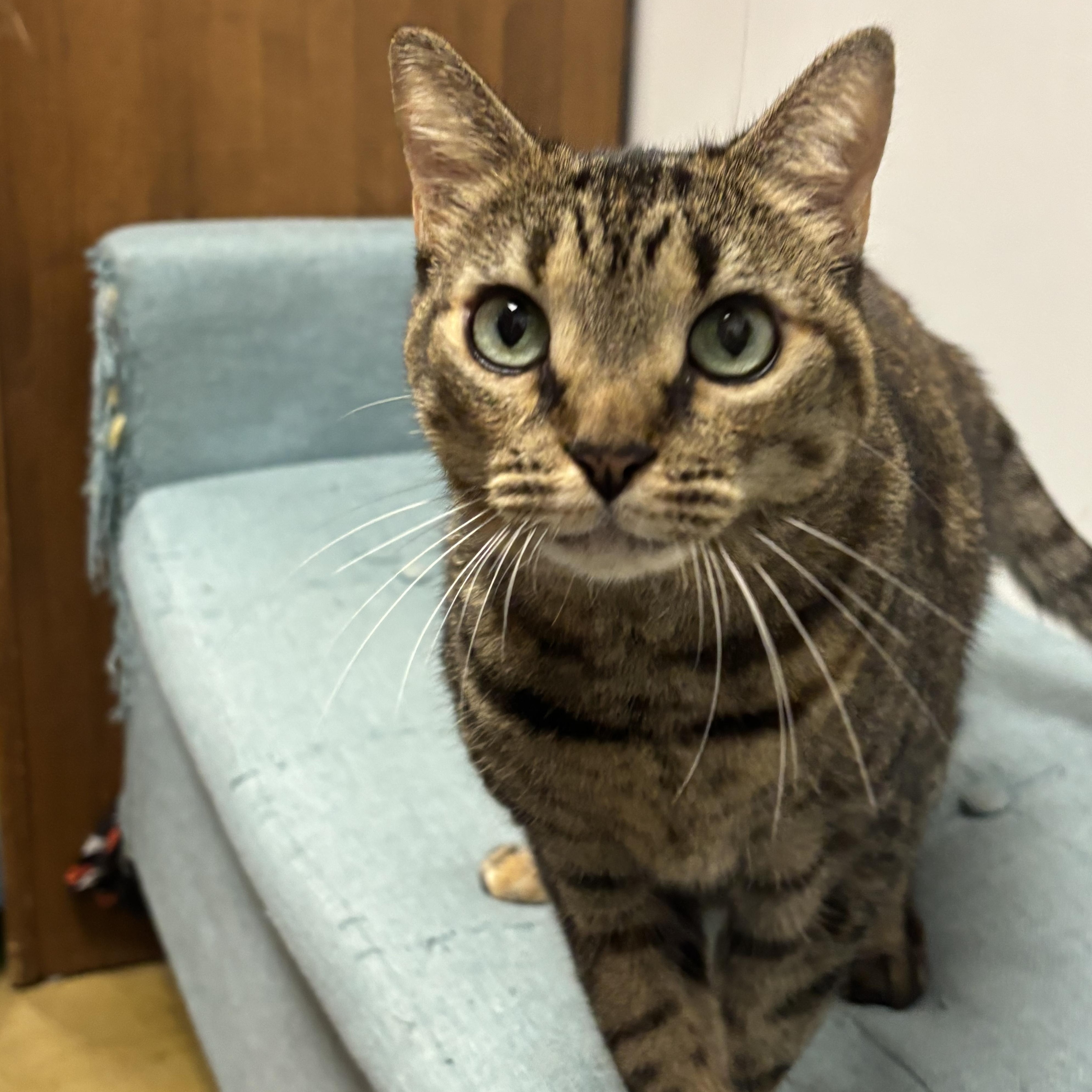 Lindsay, ADOPTABLE, Young Female Domestic Short Hair.