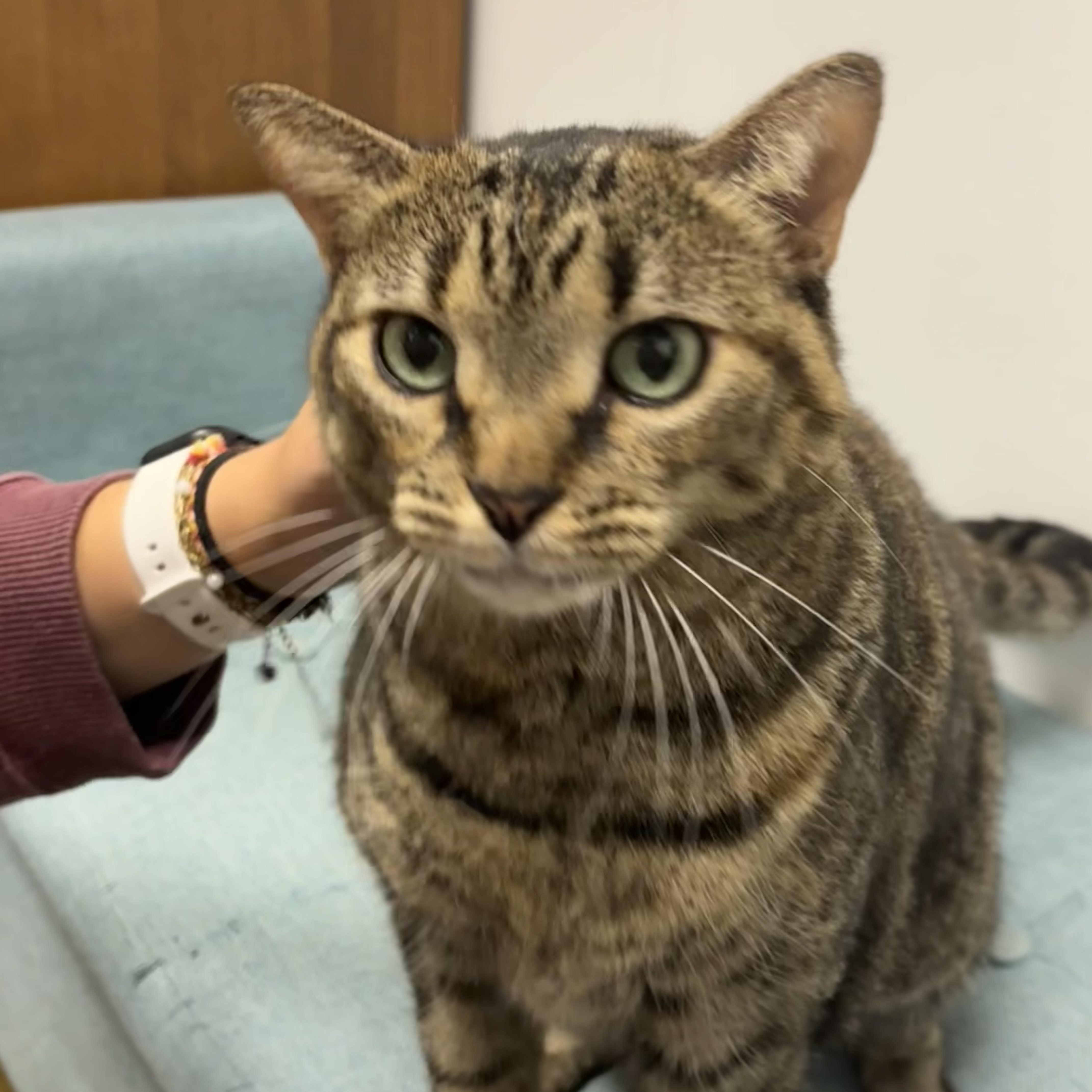 Enlarge Lindsay, a ADOPTABLE Domestic Short Hair in Norwalk, CT image 2/4
