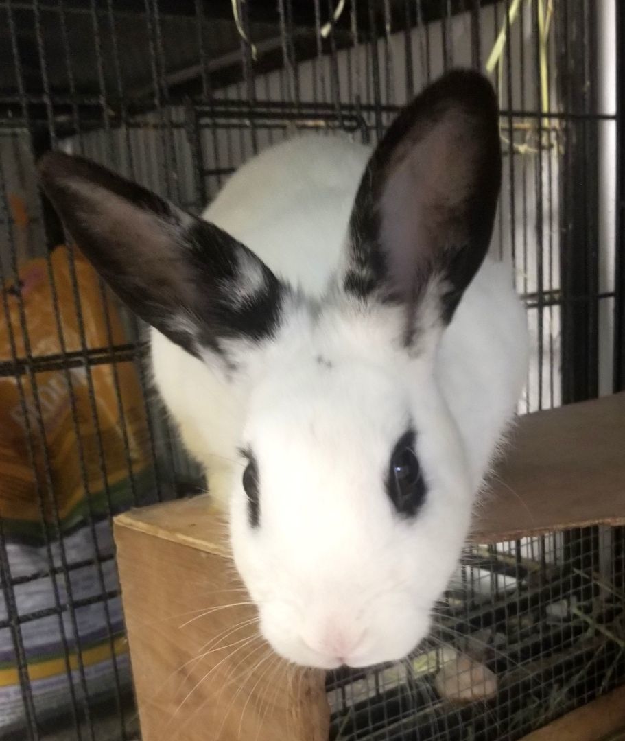 Enlarge Posh, a Adoptable Hotot in Warwick, NY image 1/1