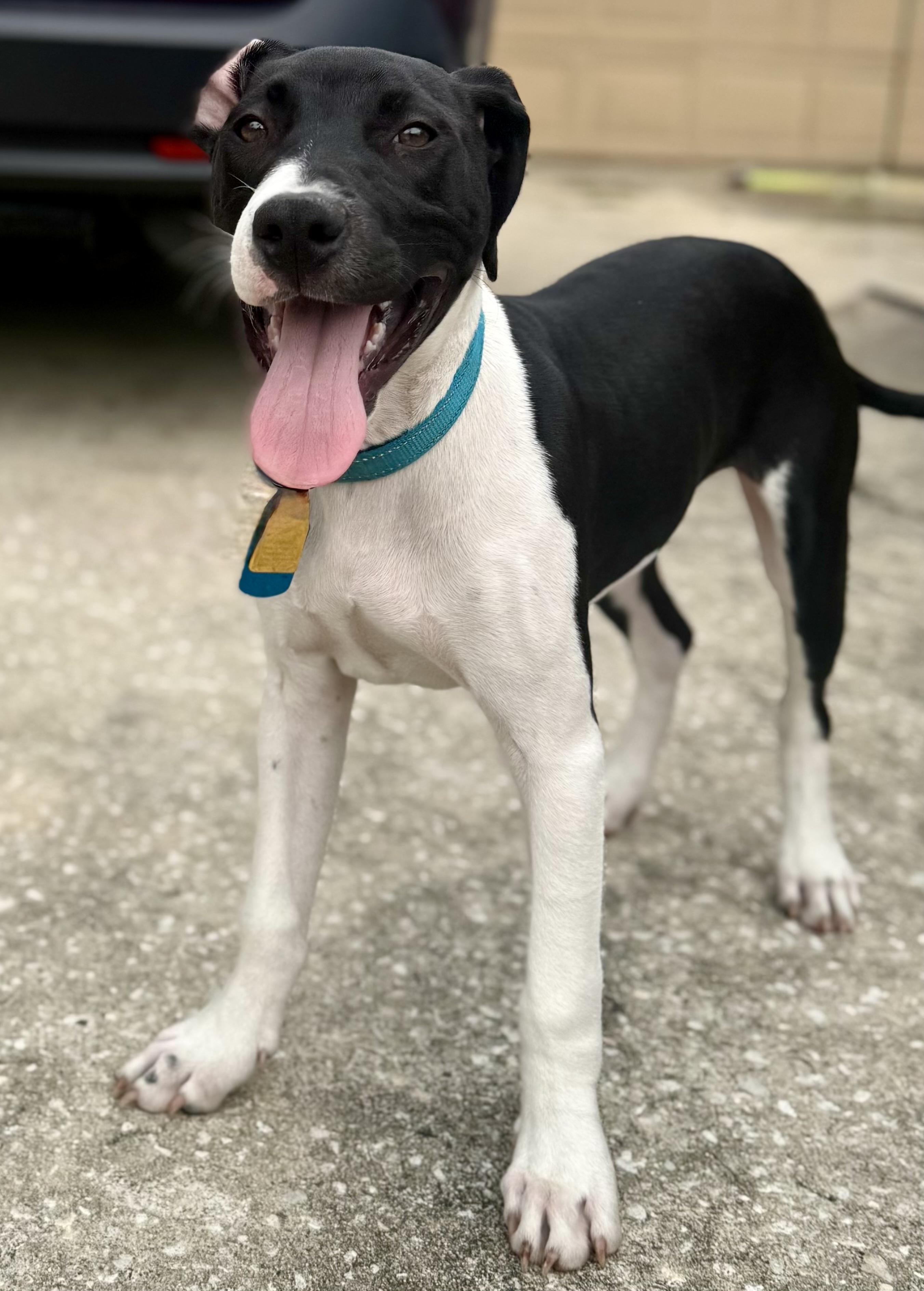 Enlarge Kenny-G (Kenneth), a ADOPTABLE mixed breed in Deltona, FL image 4/6