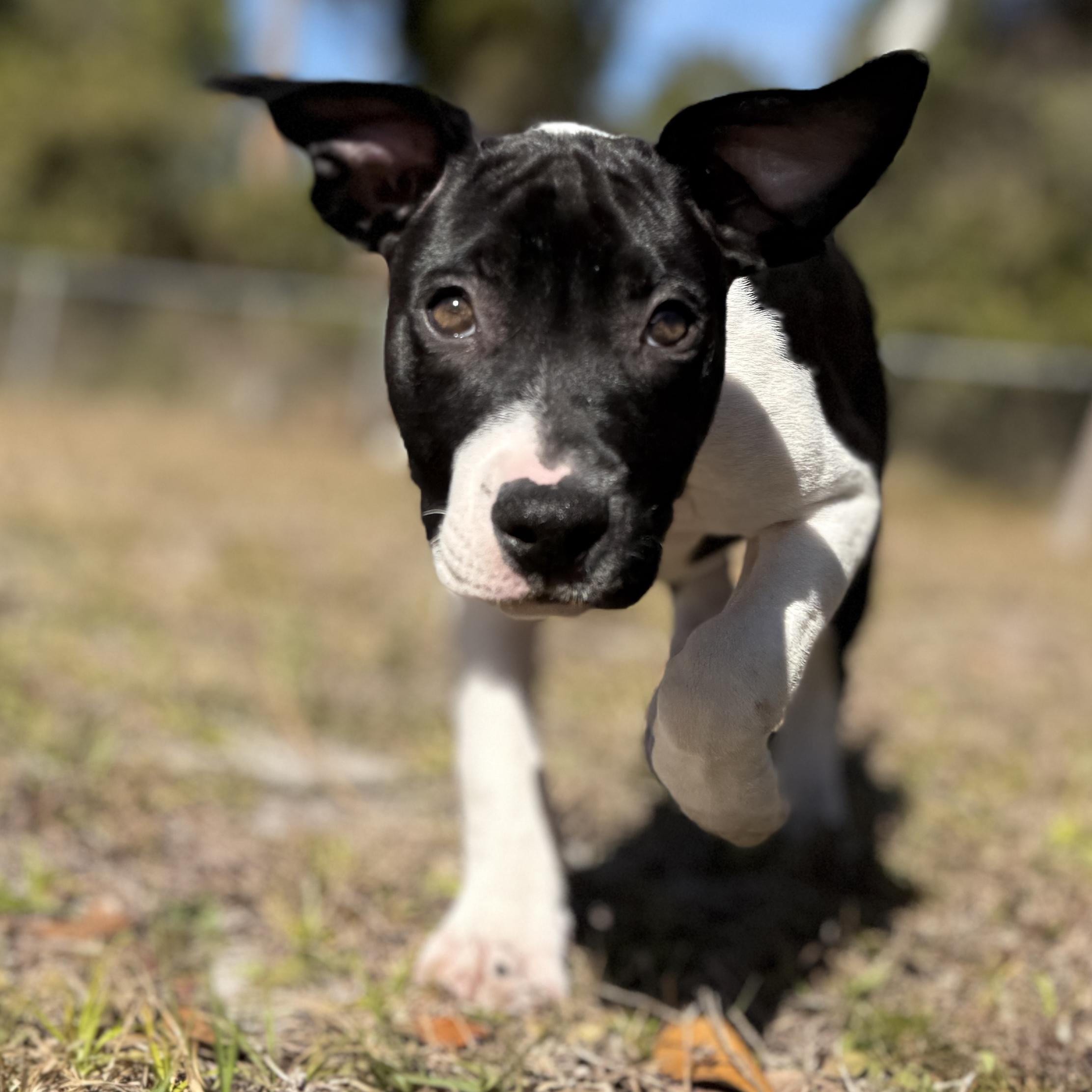 Enlarge Kenny-G (Kenneth), a ADOPTABLE mixed breed in Deltona, FL image 1/3