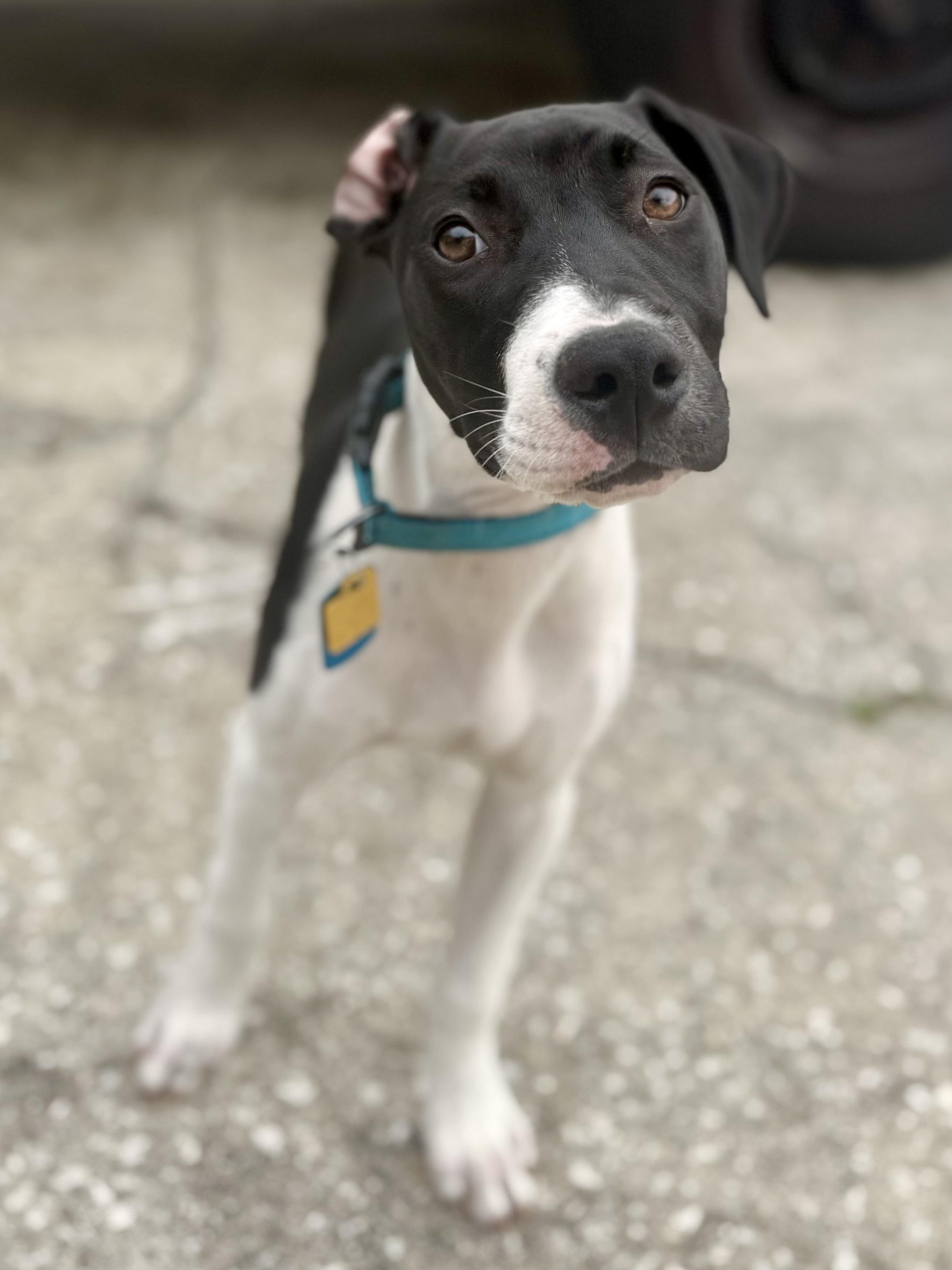 Enlarge Kenny-G (Kenneth), a ADOPTABLE mixed breed in Deltona, FL image 2/6