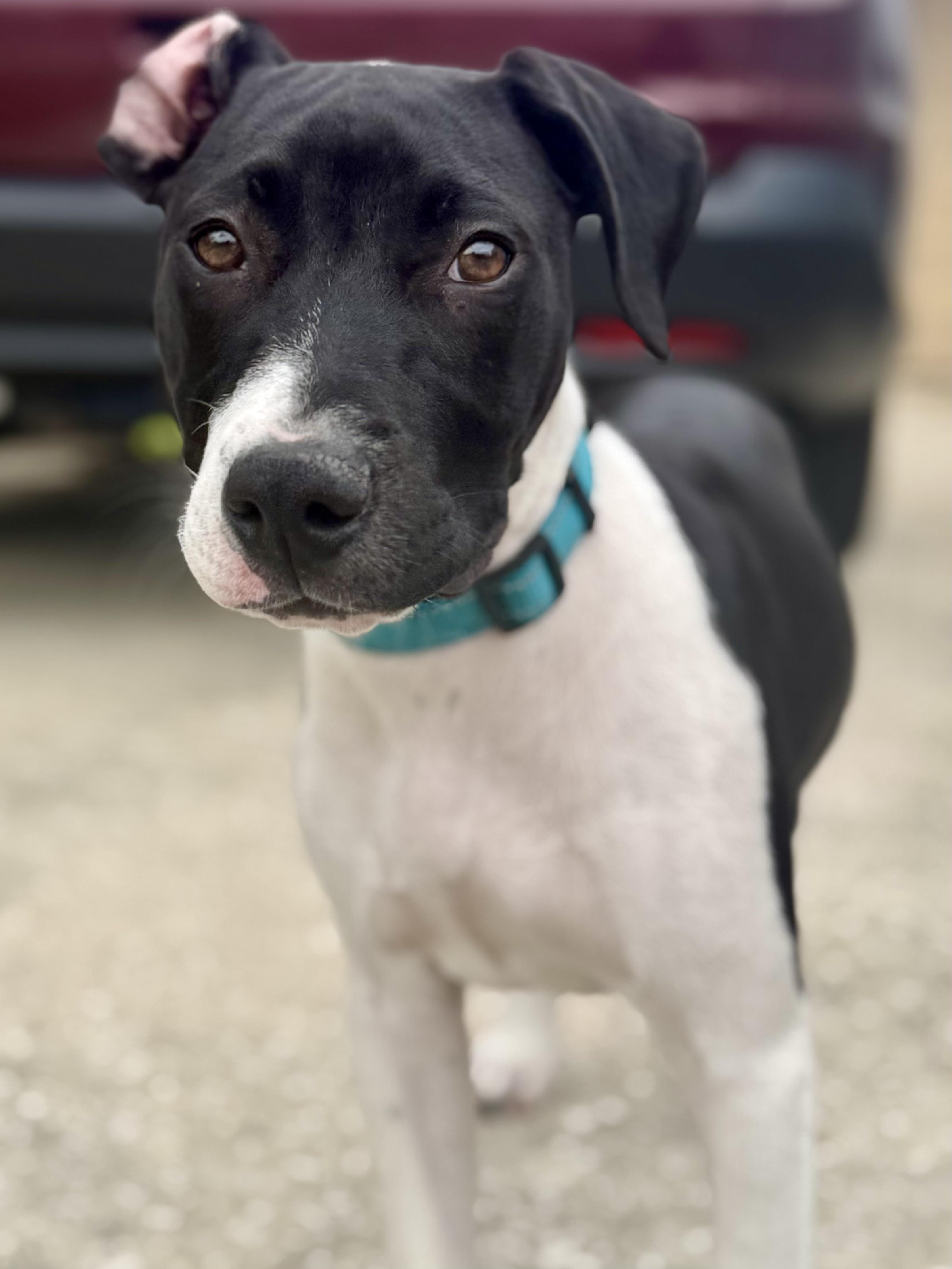 Enlarge Kenny-G (Kenneth), a ADOPTABLE mixed breed in Deltona, FL image 5/6