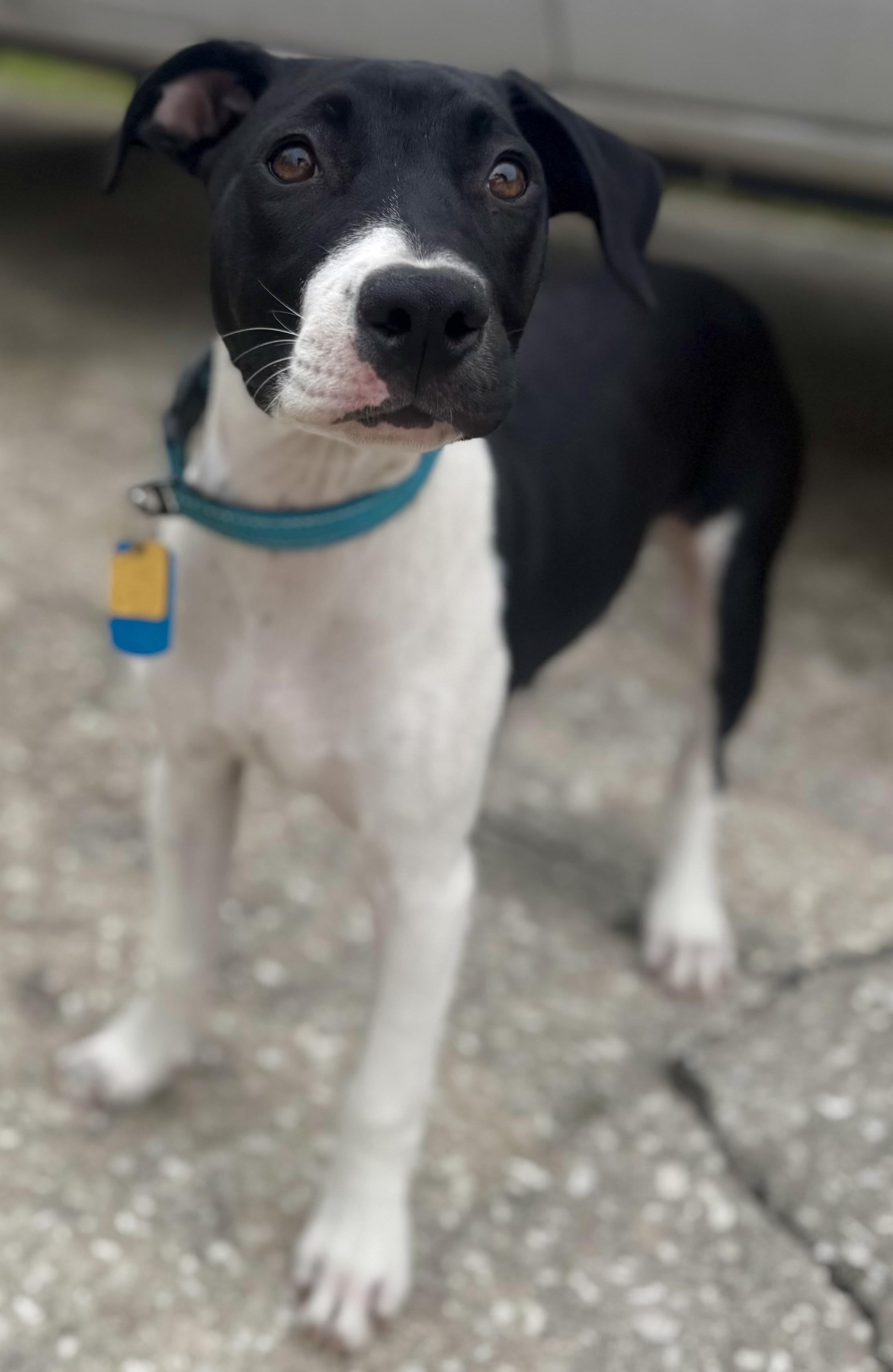 Enlarge Kenny-G (Kenneth), a ADOPTABLE mixed breed in Deltona, FL image 3/6