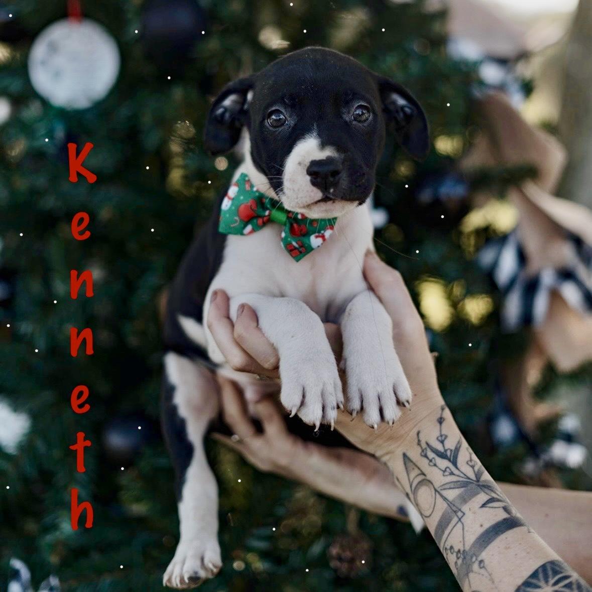 Kenneth, ADOPTABLE, Puppy Male American Staffordshire Terrier & Pit Bull Terrier.