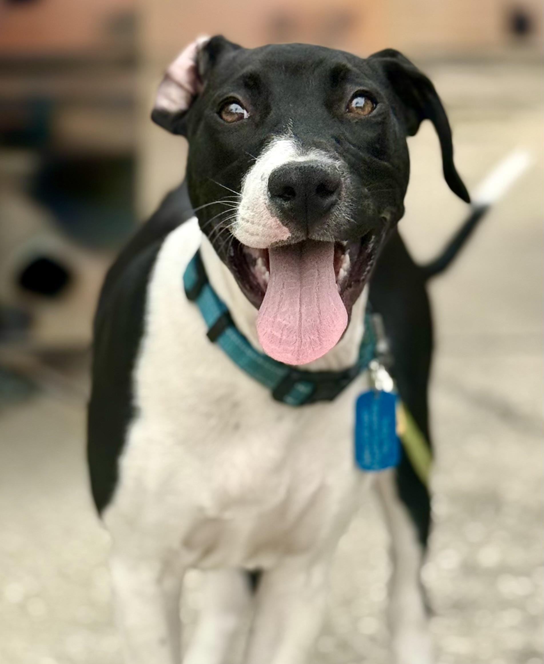 Kenny-G (Kenneth), ADOPTABLE, Puppy Male Pointer & American Staffordshire Terrier.