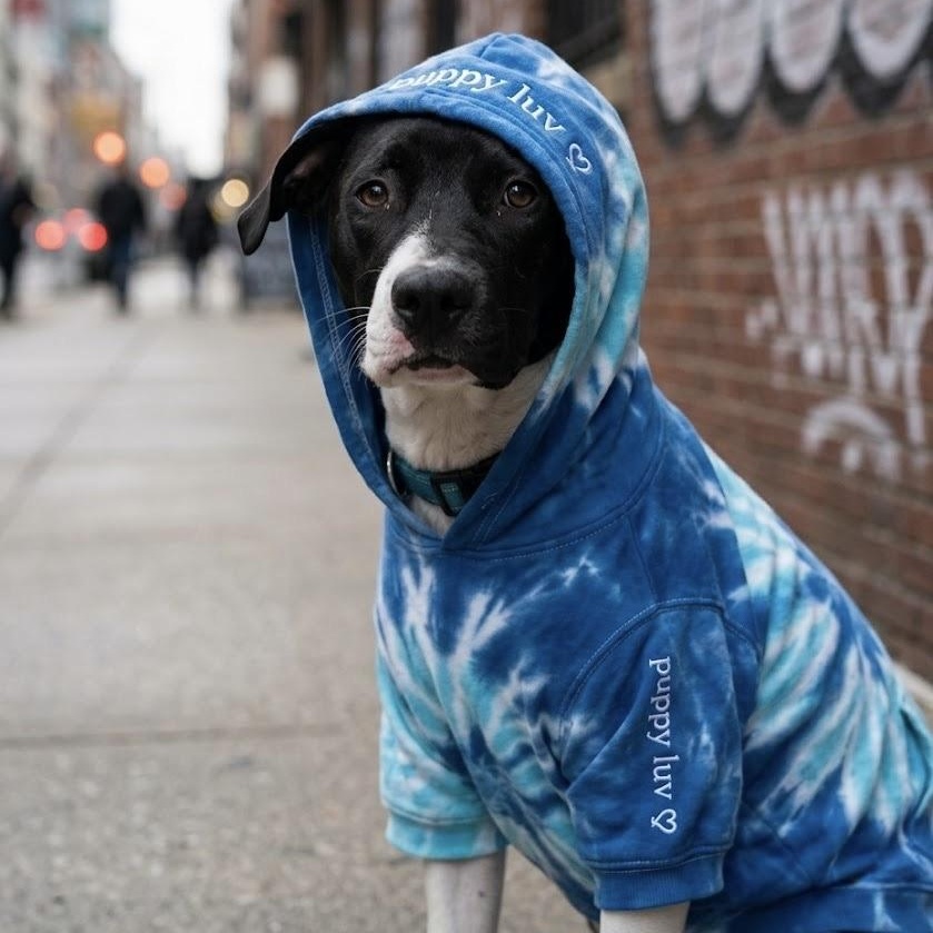 Enlarge Kenny-G (Kenneth), a ADOPTABLE mixed breed in Deltona, FL image 6/6