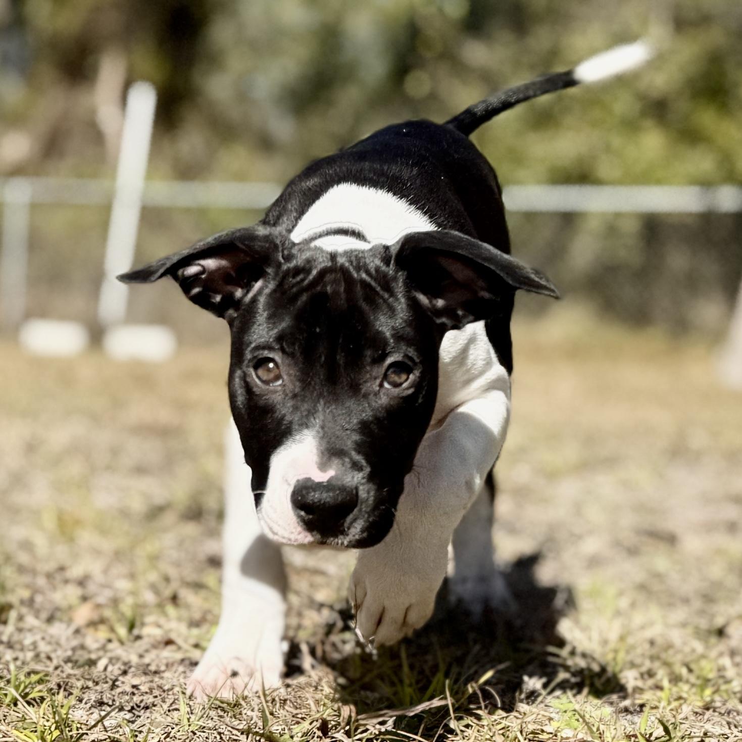 Enlarge Kenny-G (Kenneth), a ADOPTABLE mixed breed in Deltona, FL image 3/3